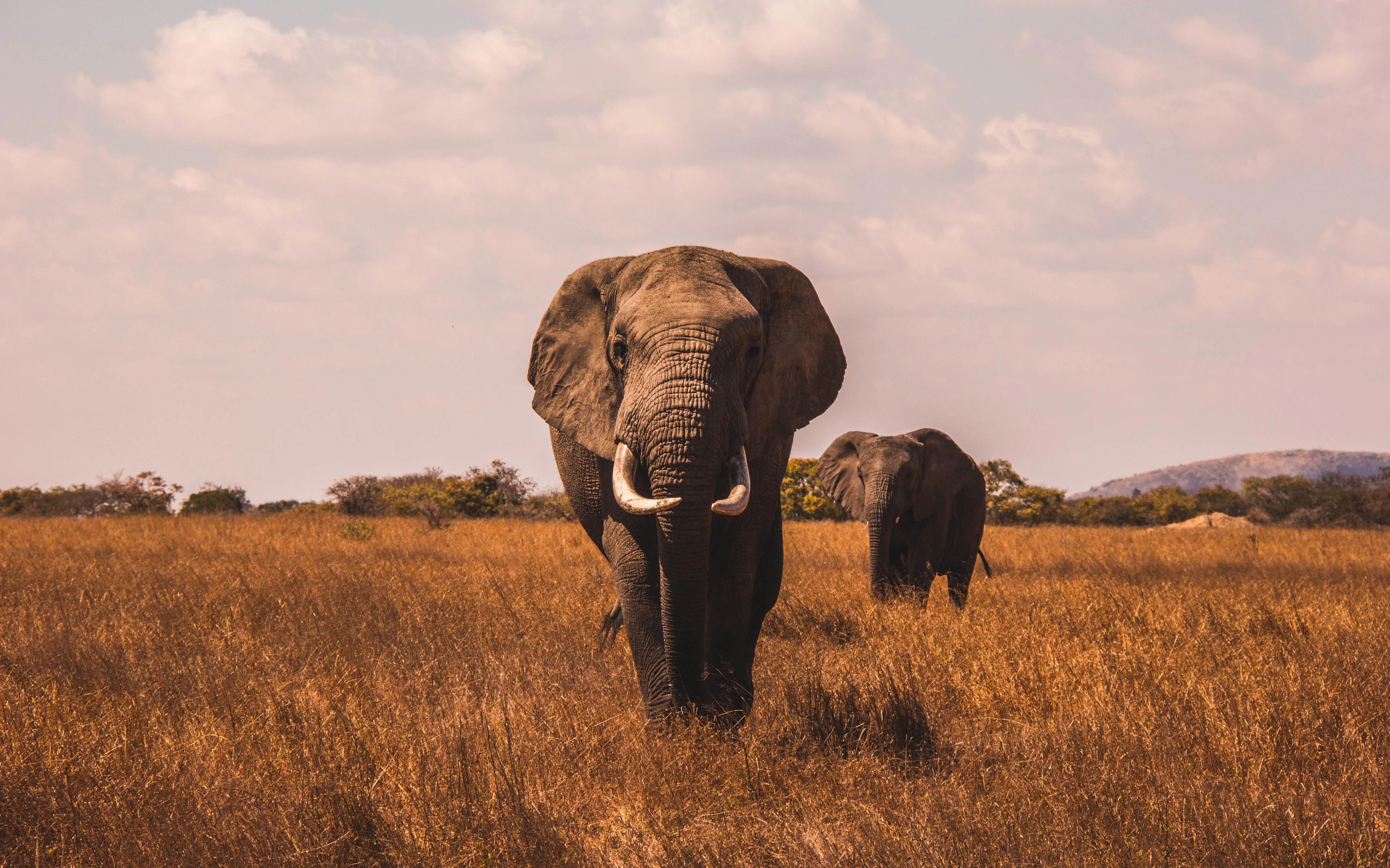 Elephant walking on dry savanna under cloudy sky image