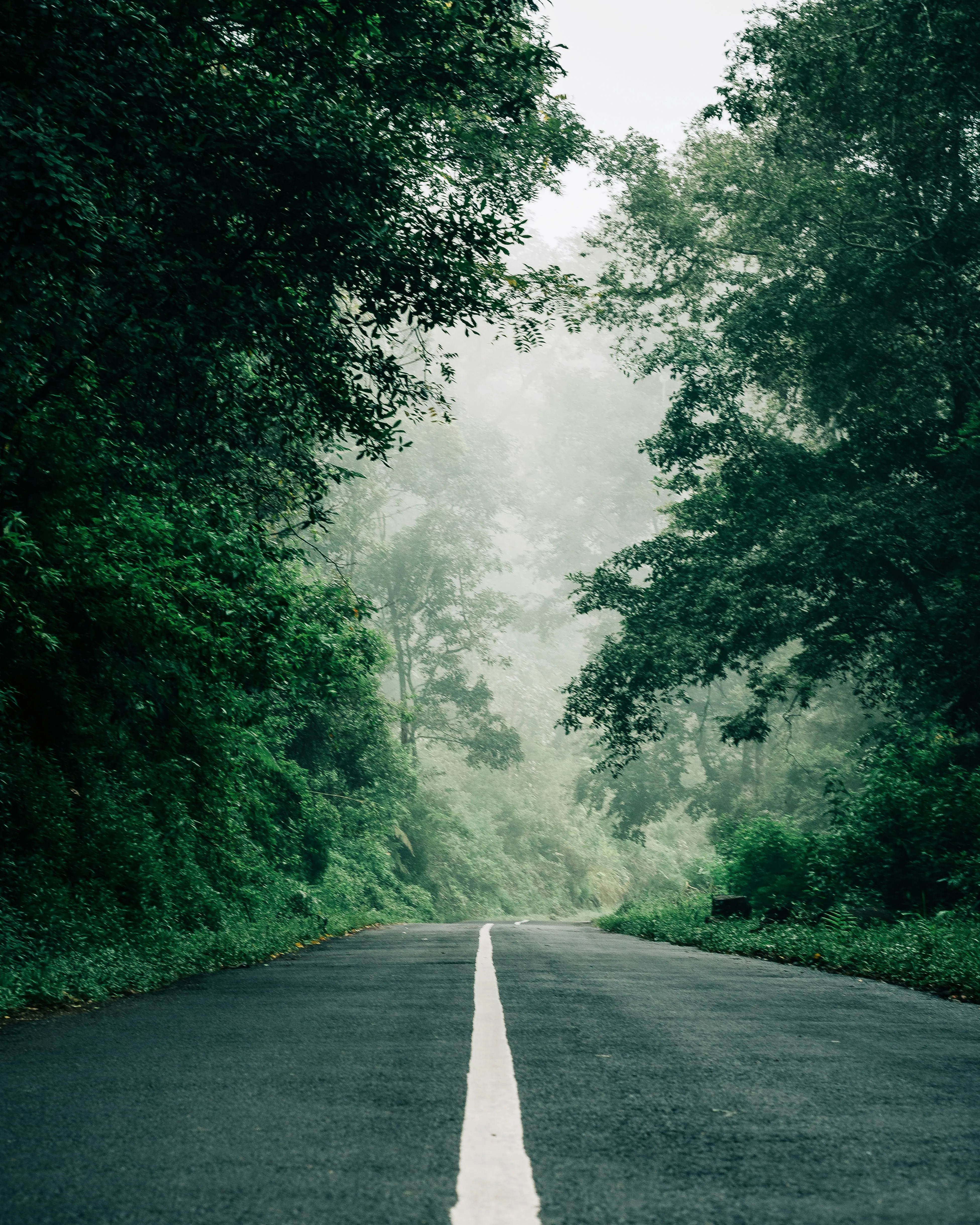 Empty Forest Road Disappearing Into Misty Trees Wallpaper