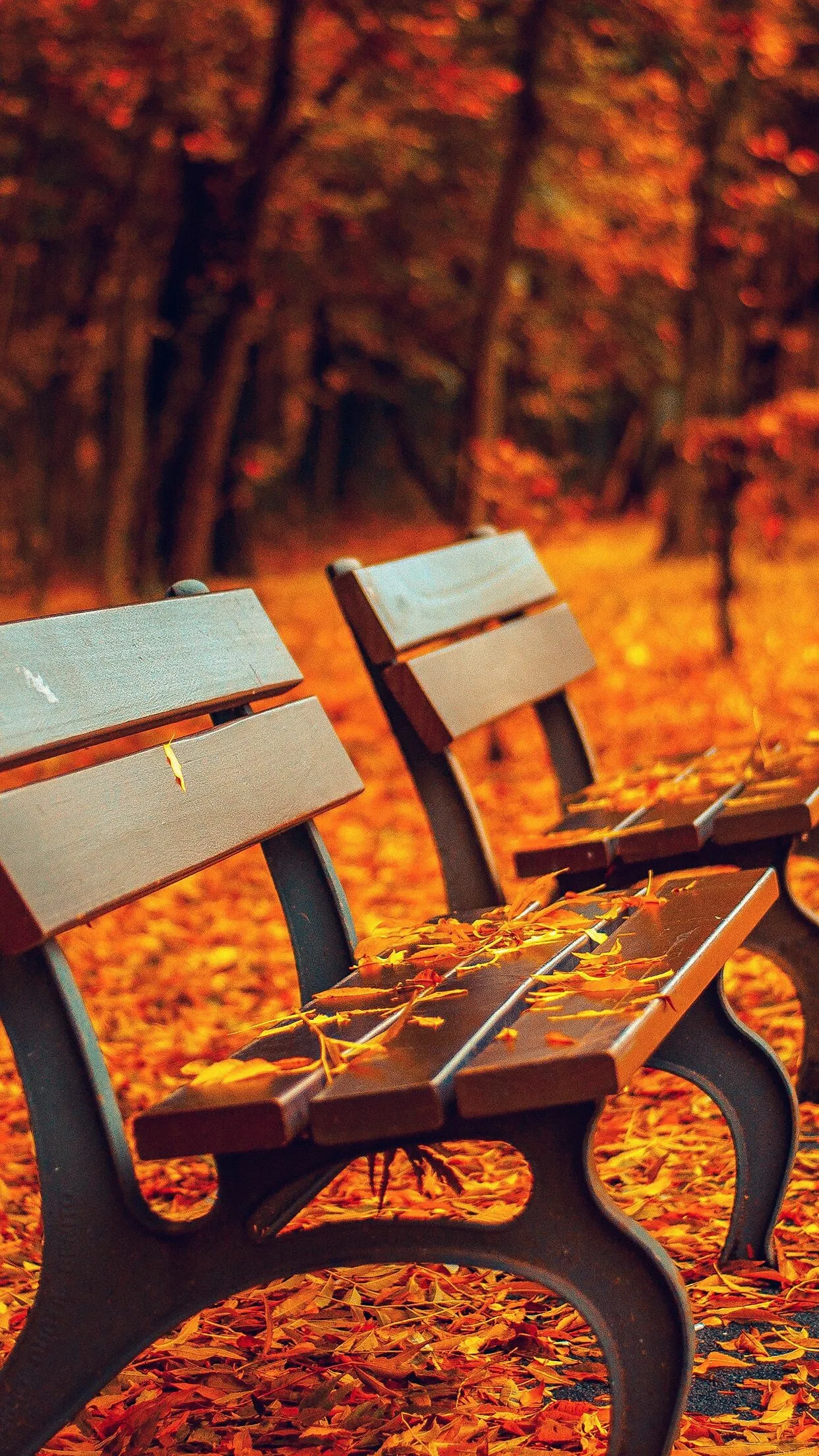 Empty Park Bench Under Golden Trees in an Autumn Forest