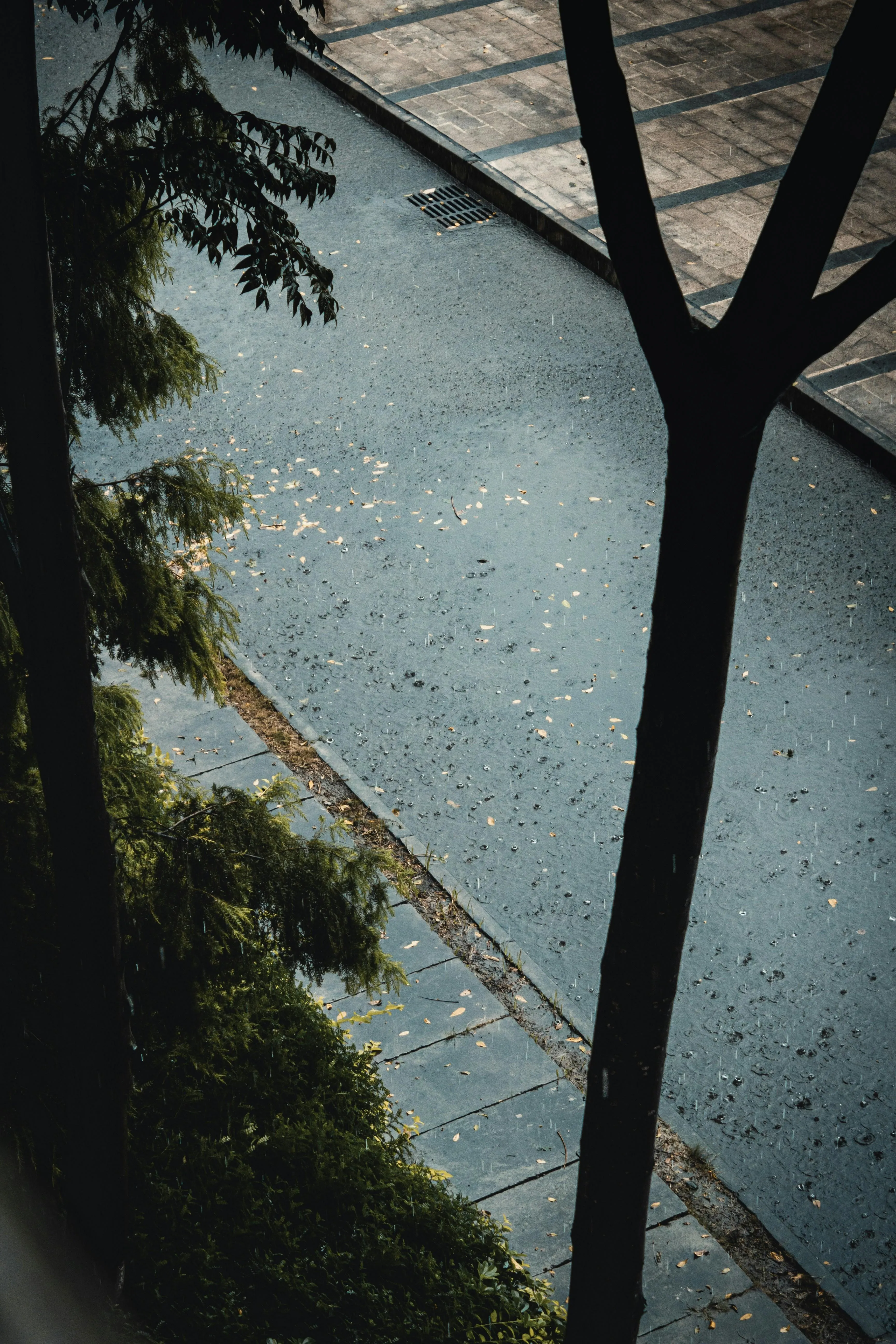 Empty Rainy Street with Sidewalk and Trees View