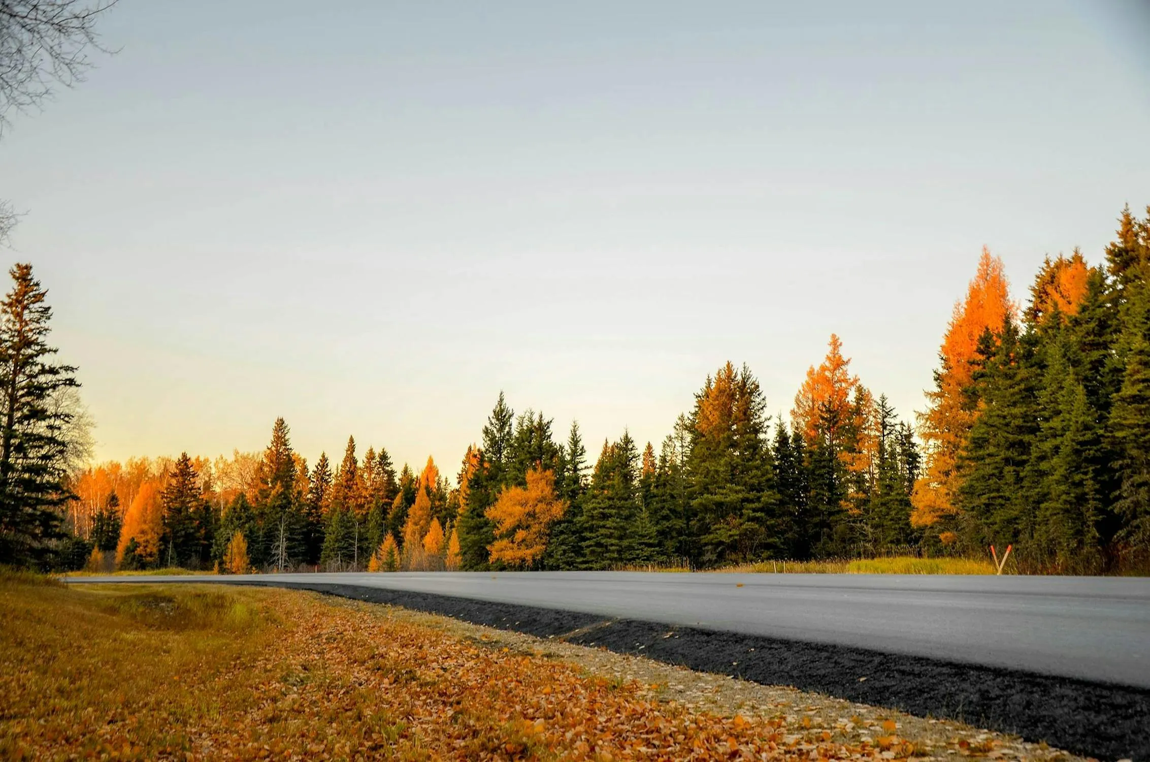Empty Road Passes Through a Forest with Fall Foliage Colors