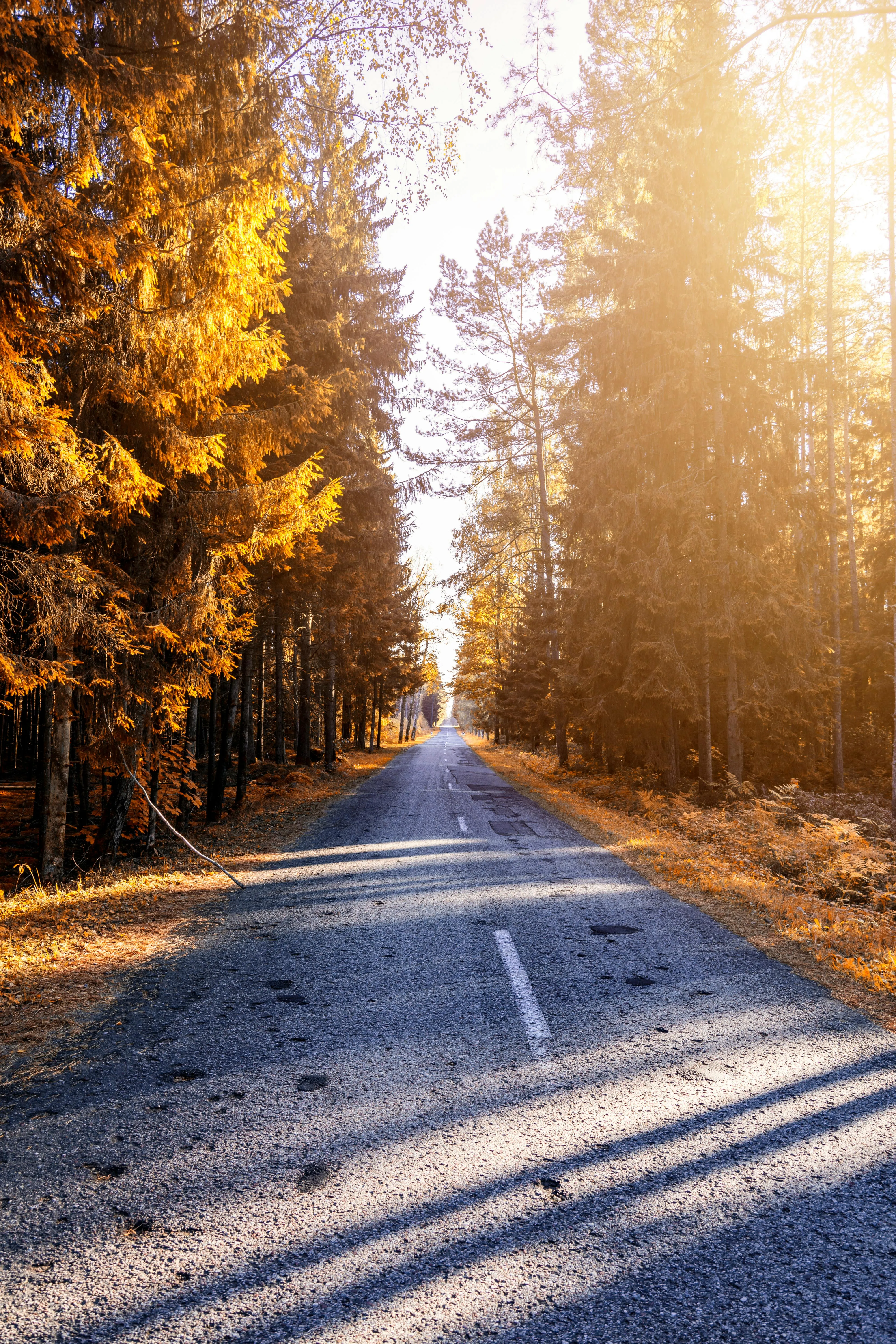 Empty Road Through a Glowing Golden Pine Forest Wallpaper