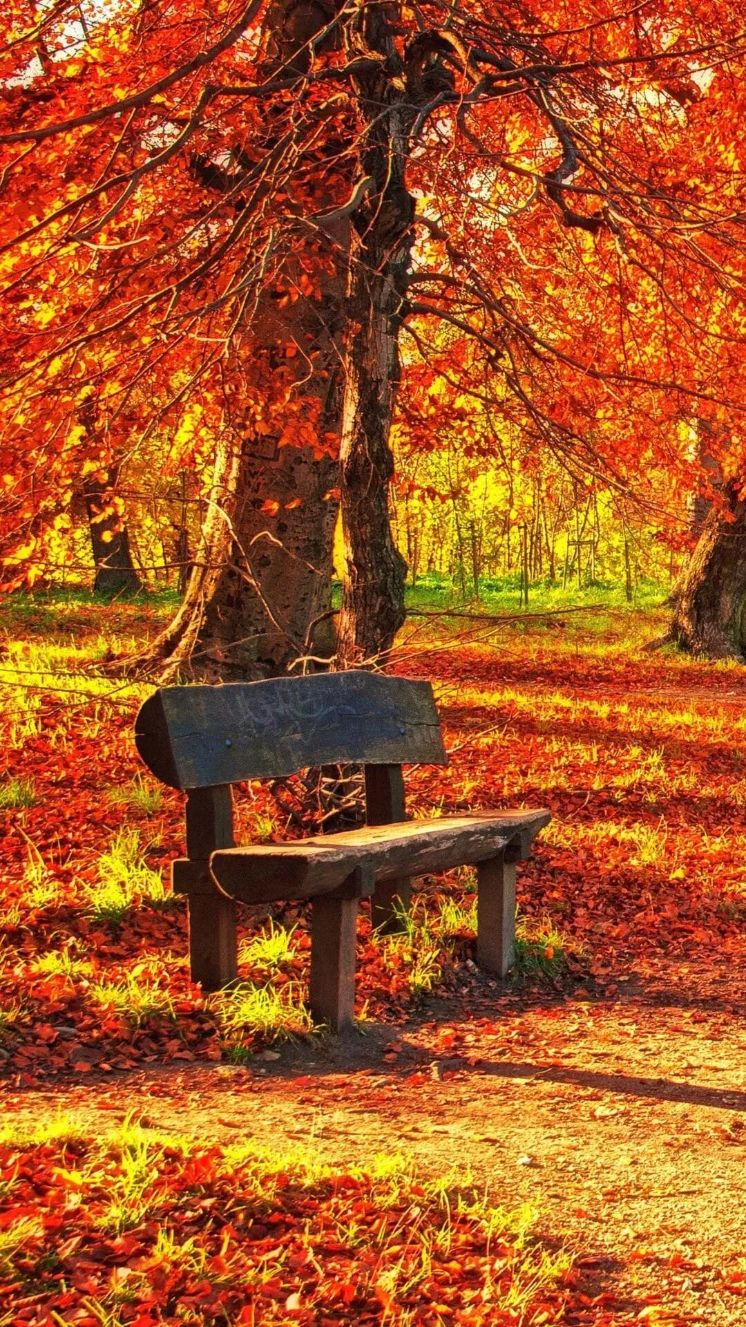 Empty Wooden Bench Under Bright Red and Orange Autumn Leaves