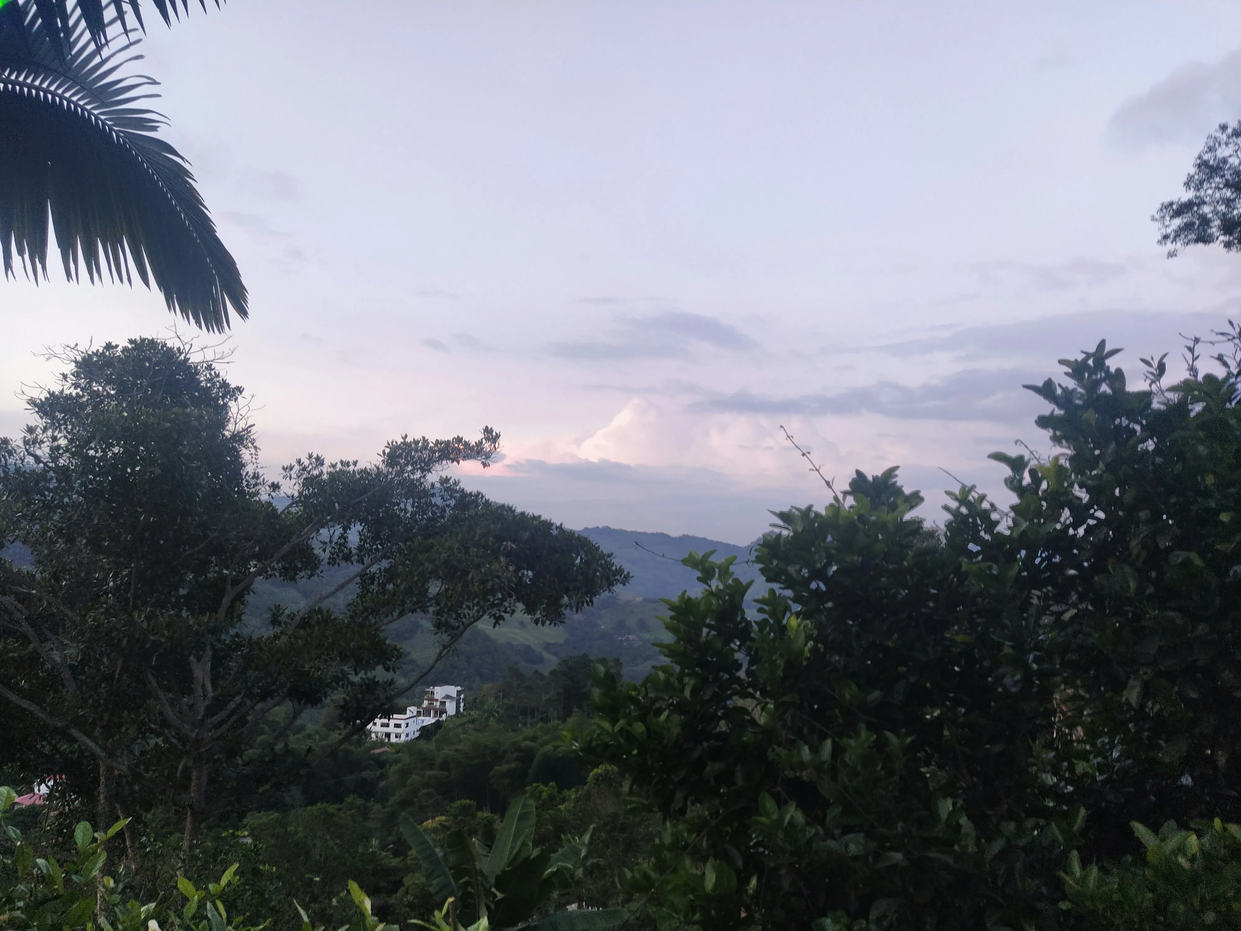 Evening Sky with Trees Silhouetted and Light Clouds