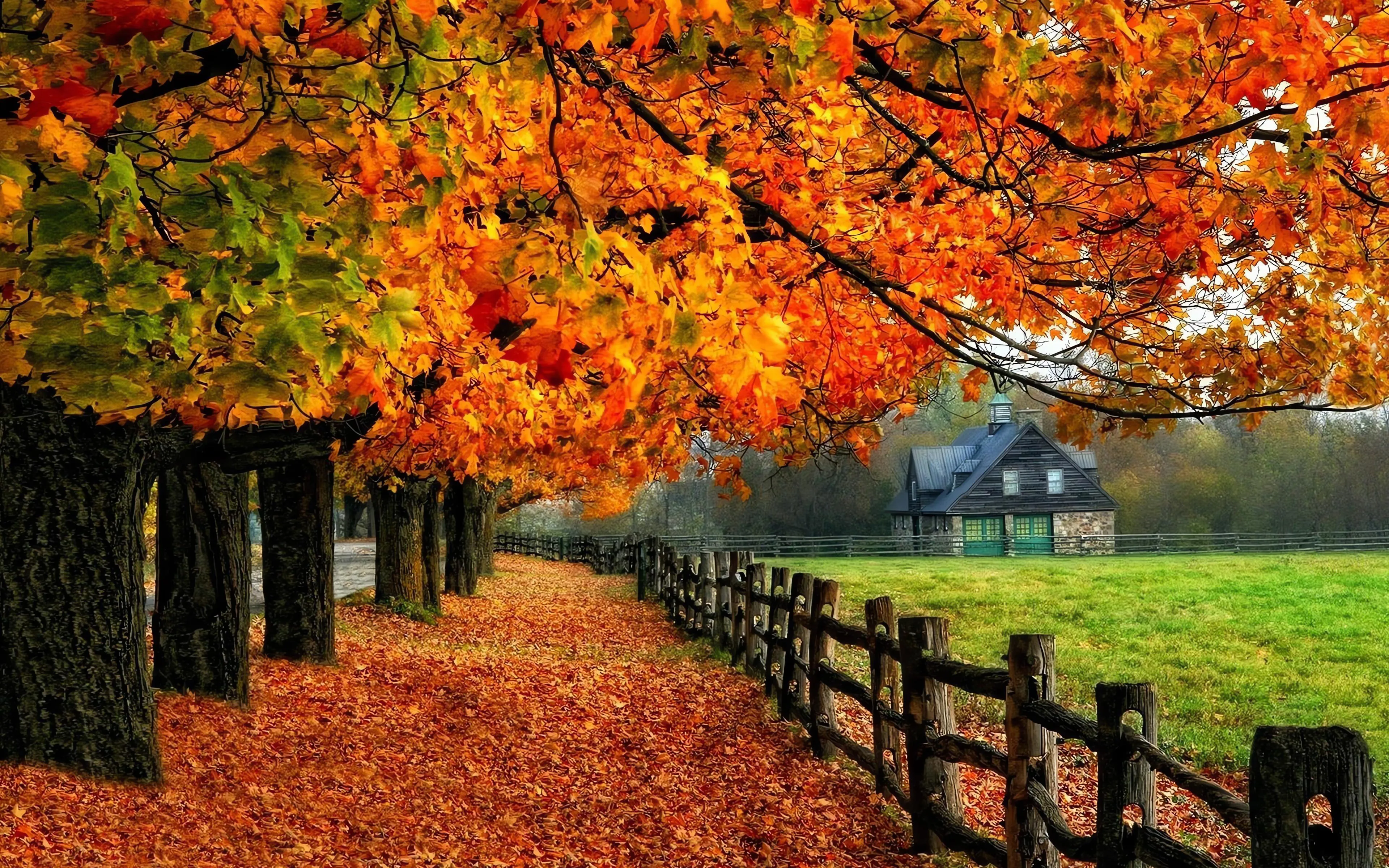 Fall trees with red leaves covering forest ground trail