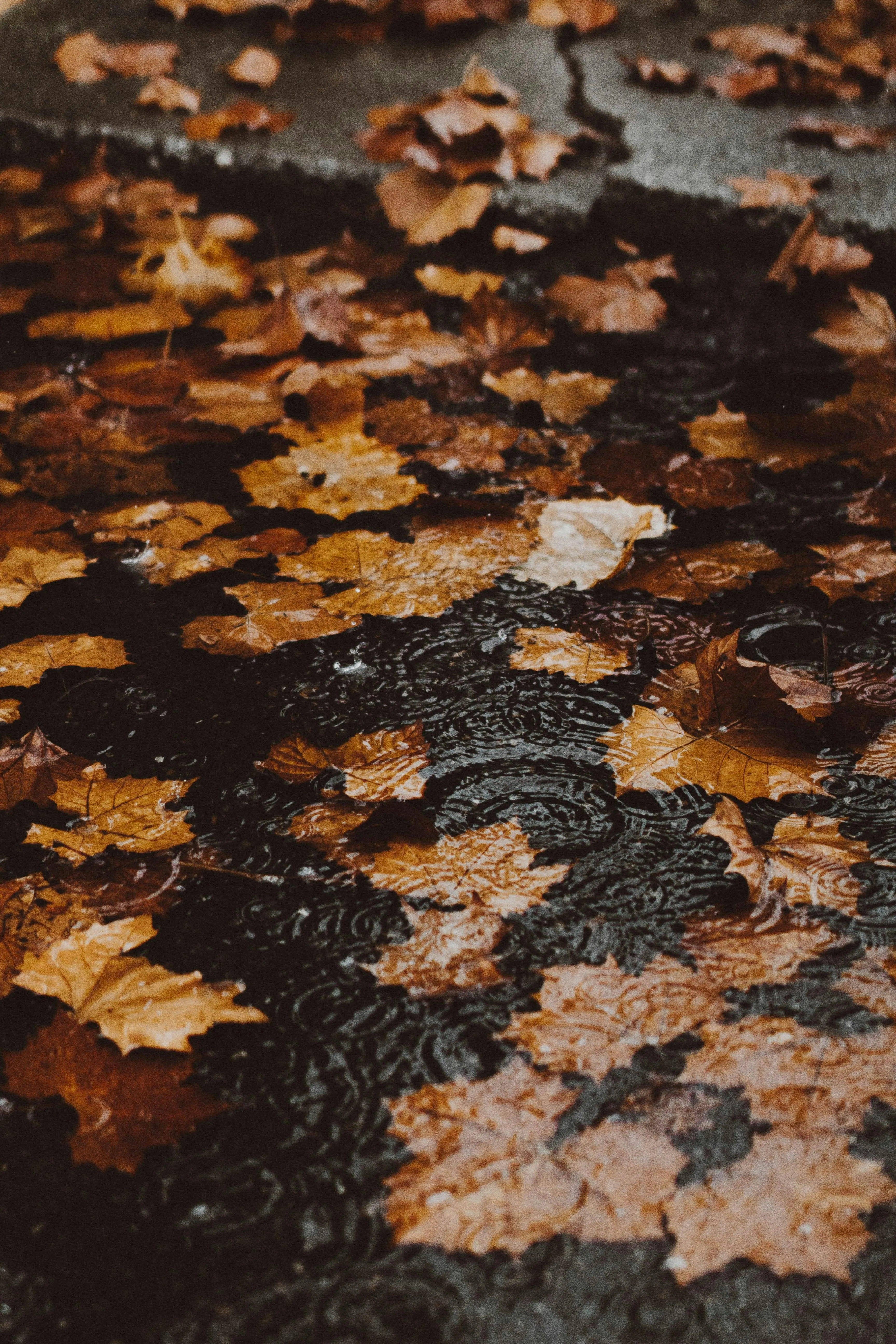 Fallen Autumn Leaves Floating on Rain Puddle Image