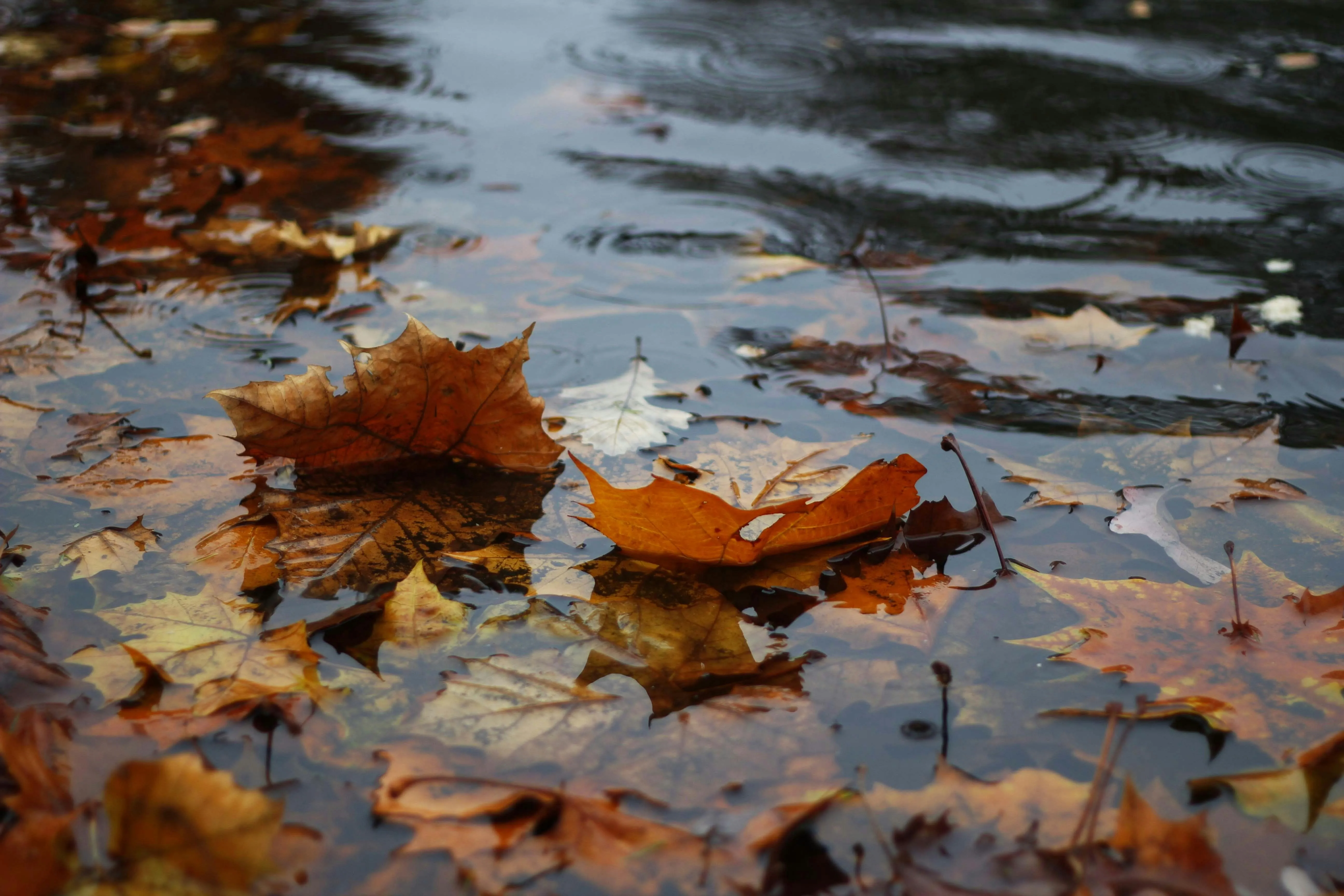 Fallen Autumn Leaves Floating on Rainy Water Wallpaper