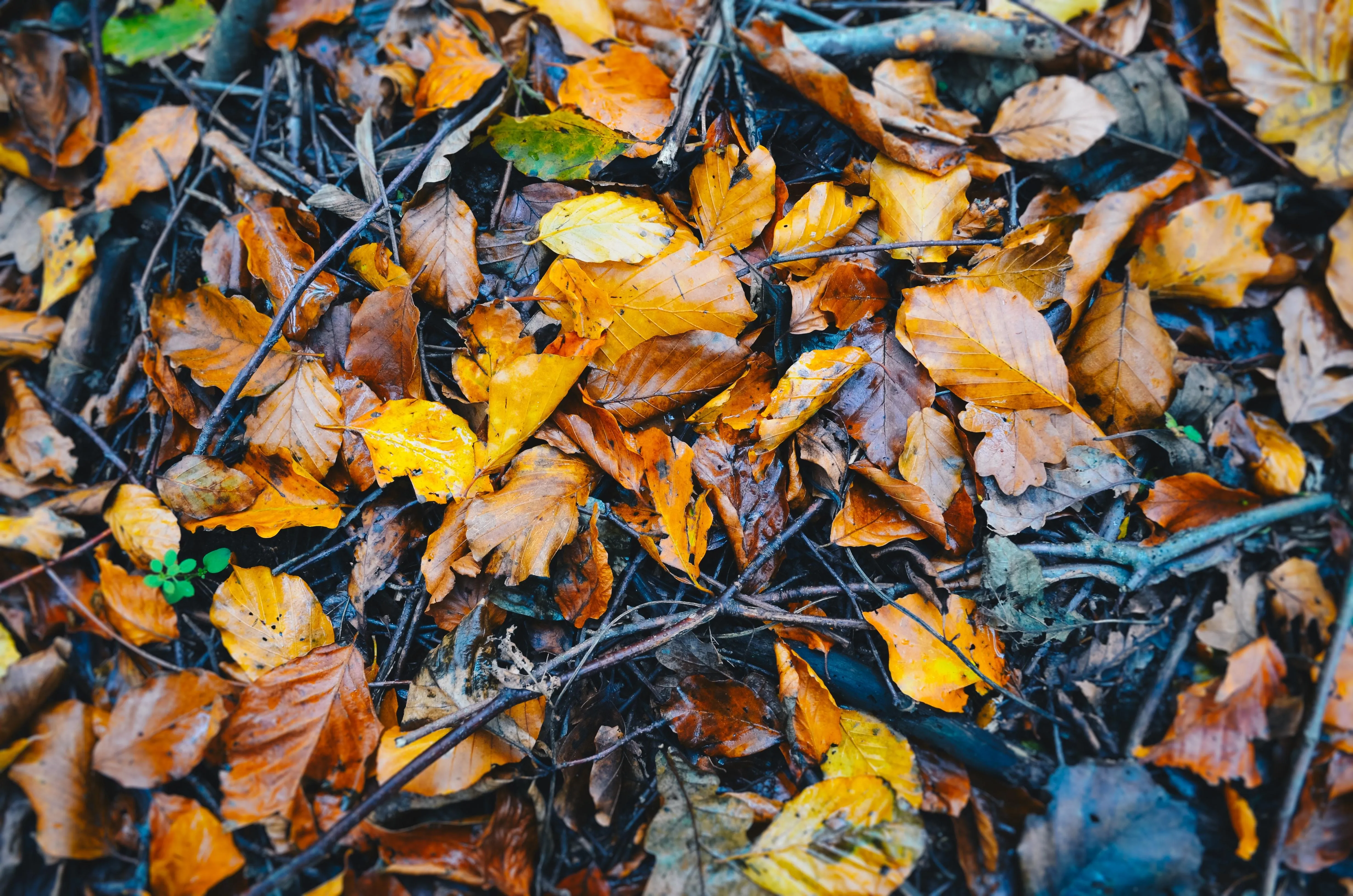 Fallen Autumn Leaves in Colorful Forest Floor Wallpaper