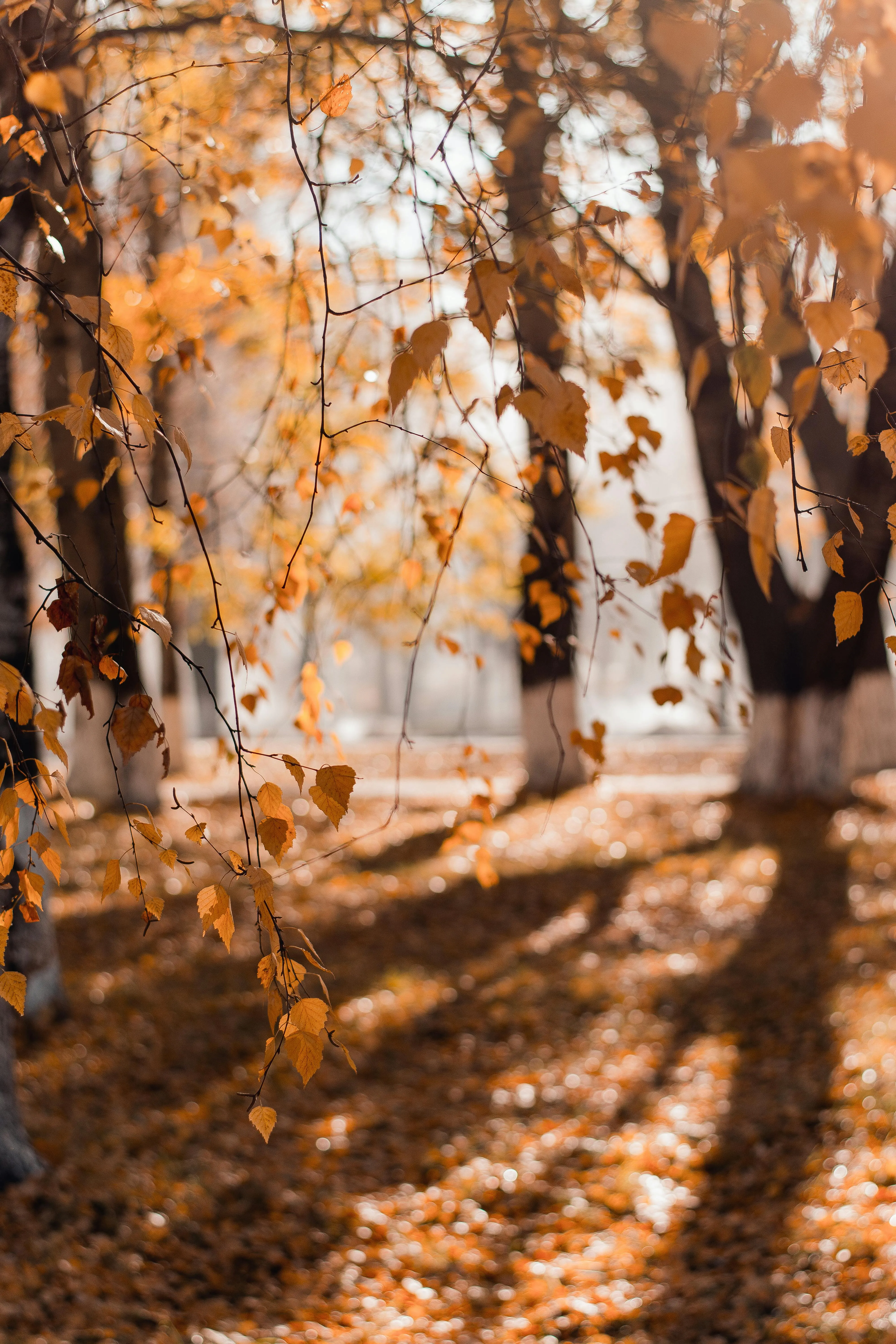Fallen Golden Leaves on Forest Floor in Soft Autumn Sunlight