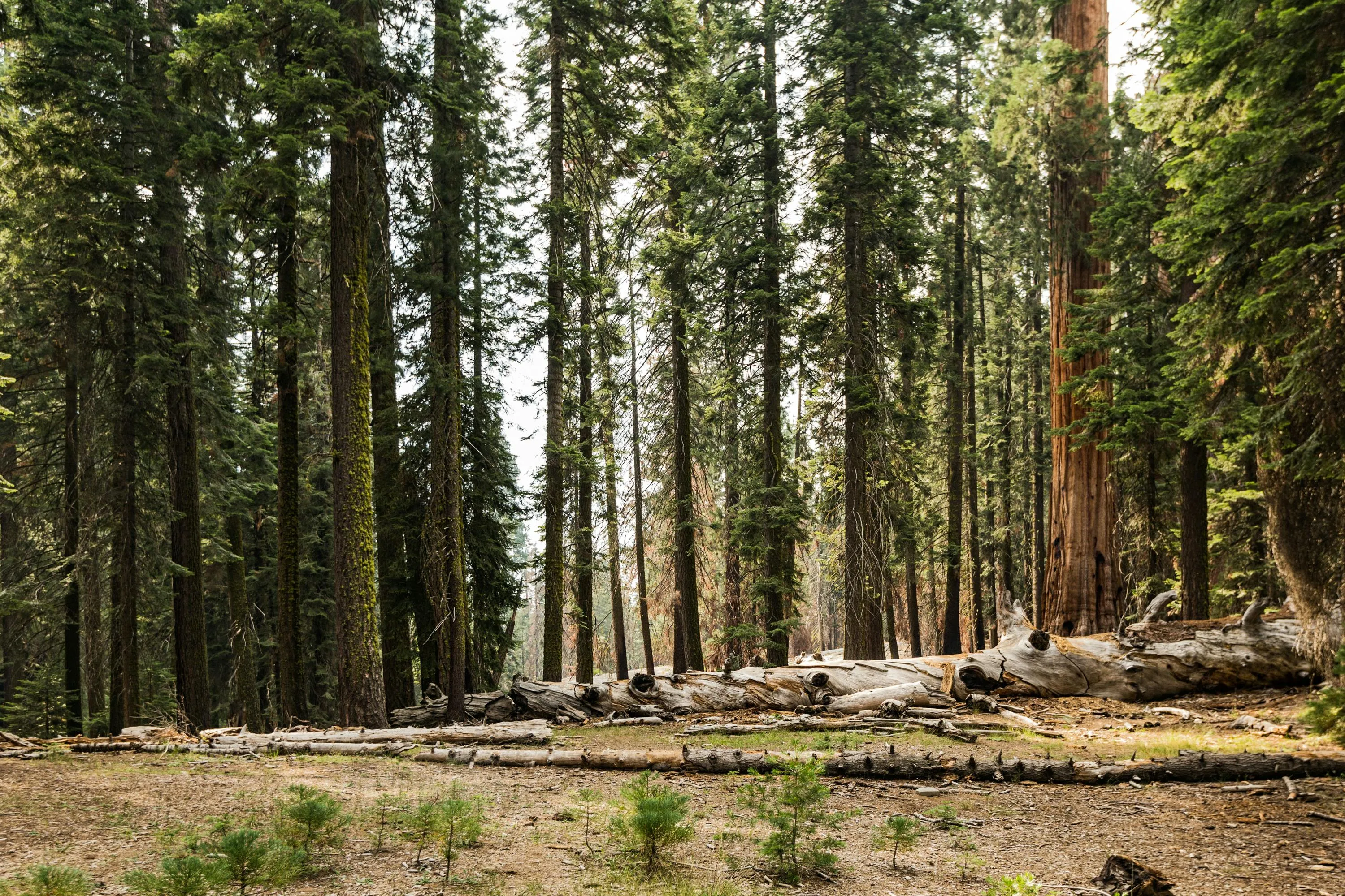 Fallen Trees Scattered on Forest Floor in Quiet Wooded Area