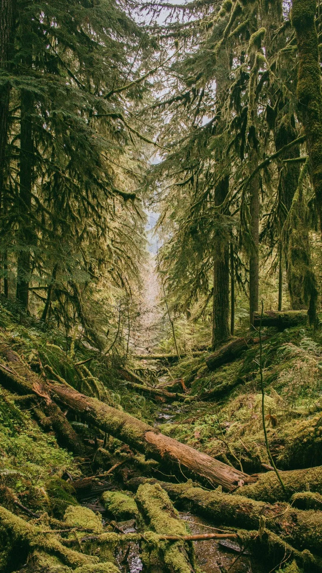 Fallen Trees in the Forest Create a Natural Woodland Path