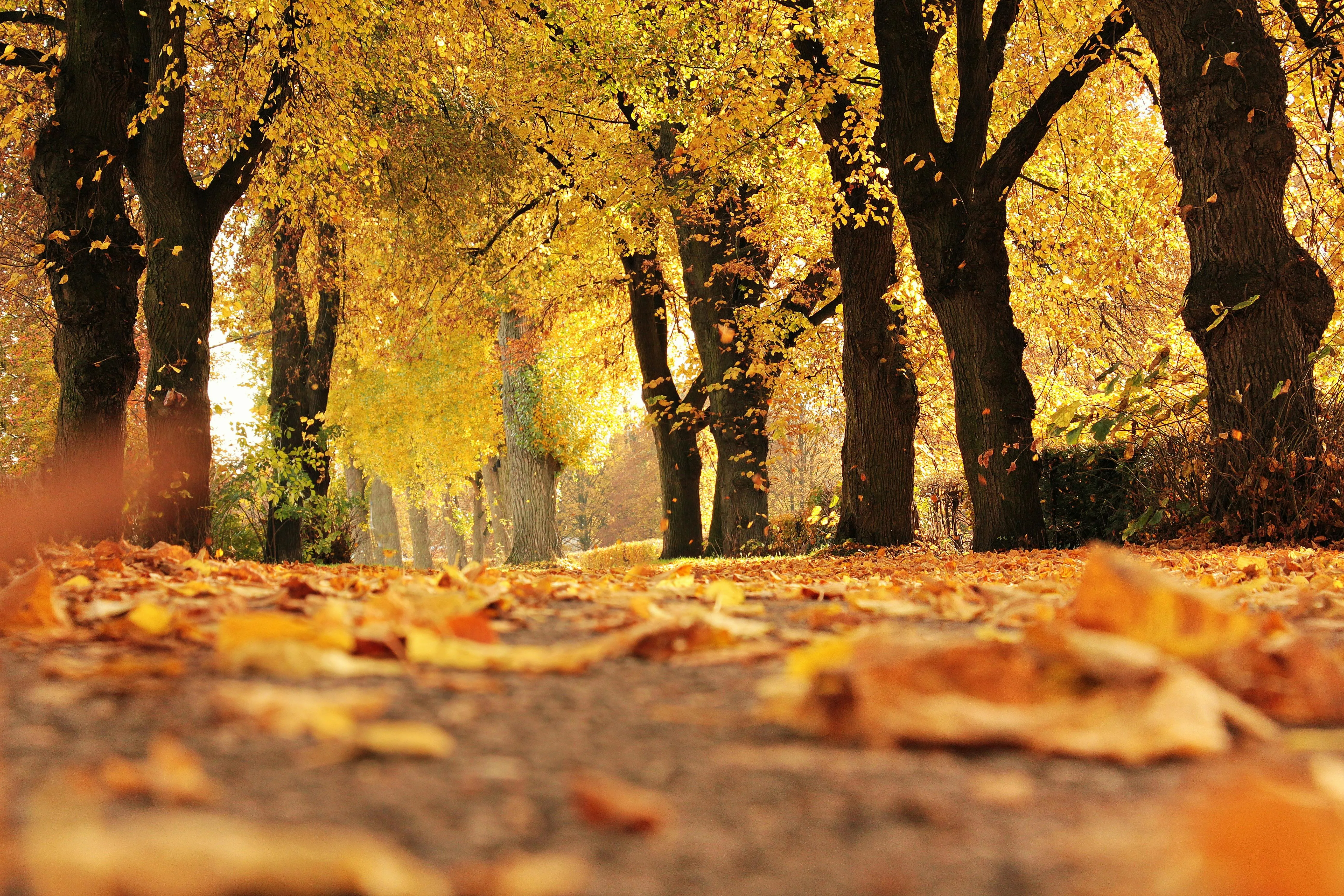 Fallen Yellow Leaves Cover the Forest Pathway in Autumn