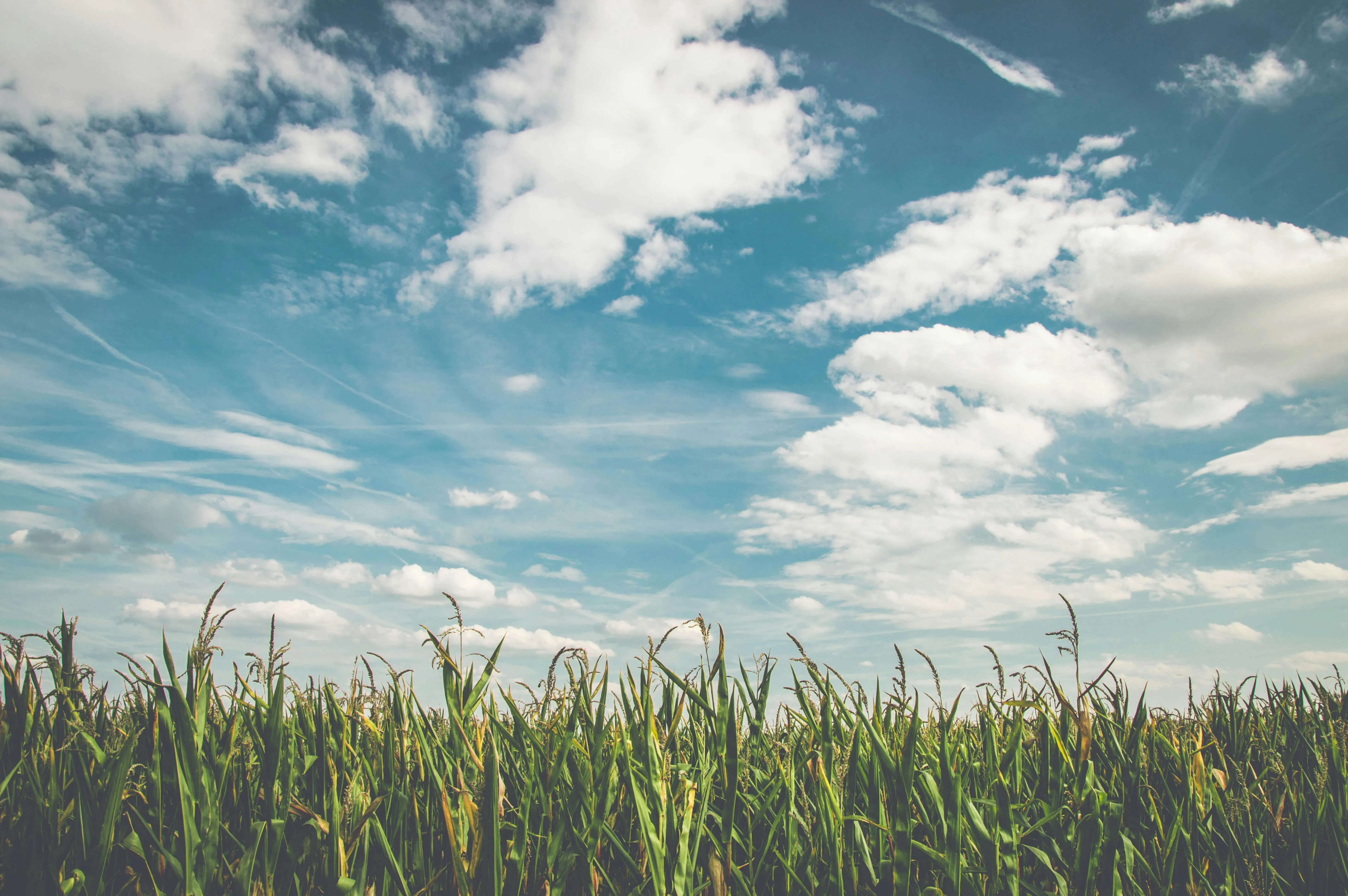 Field of Grass Beneath Sunny Sky with White Clouds