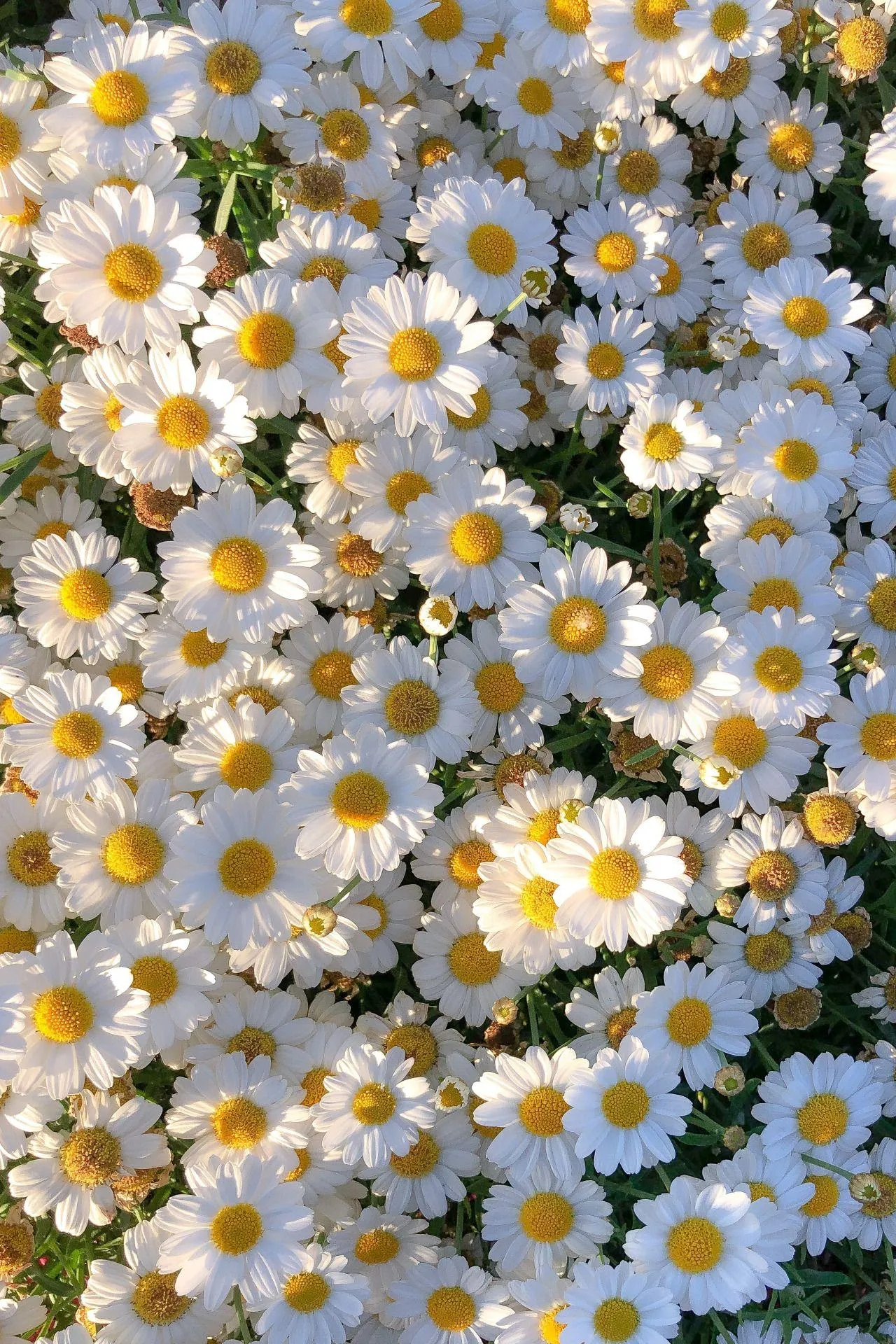 Field of White Flowers Blooming Under Soft Rain