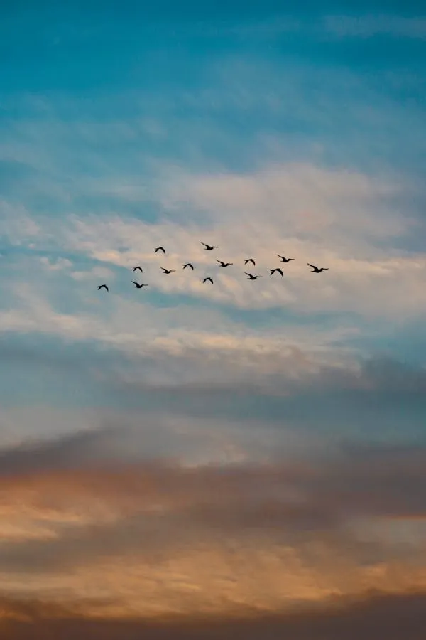 Flock of Birds Flying Across a Colorful Evening Sky Image
