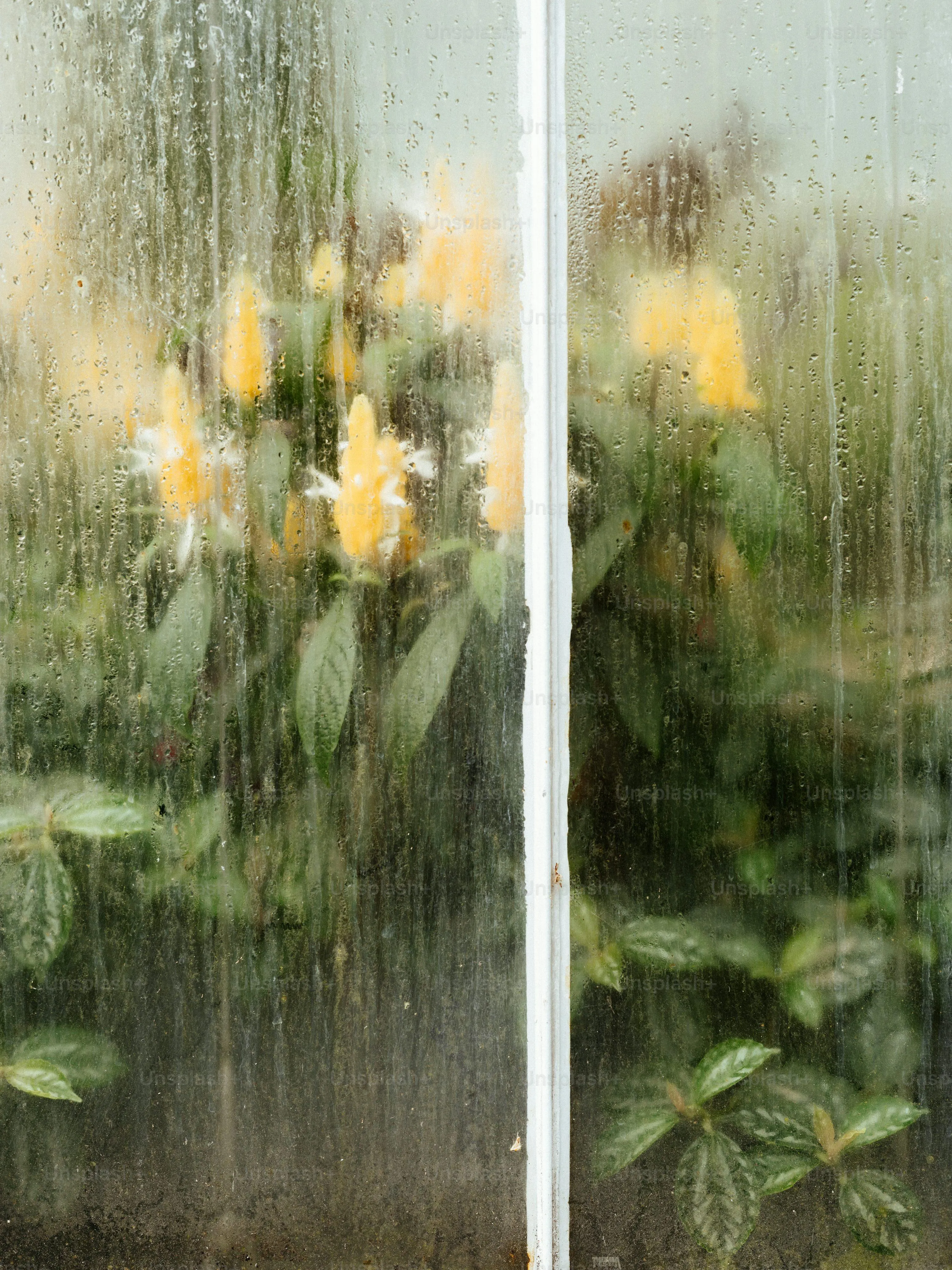 Flowers Behind Wet Windowpane During Rainfall Wallpaper