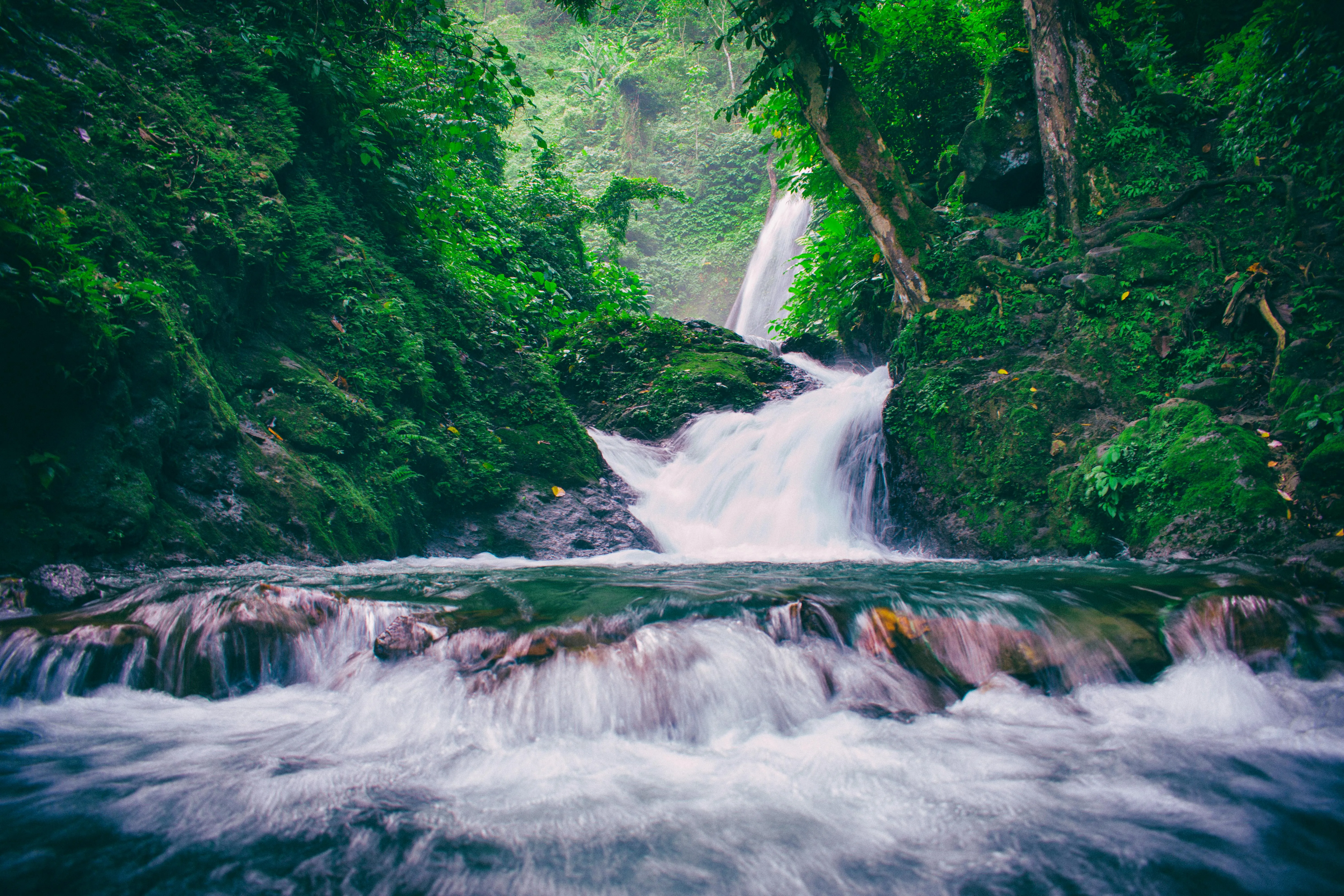 Flowing Forest Stream Surrounded by Vibrant Green Foliage