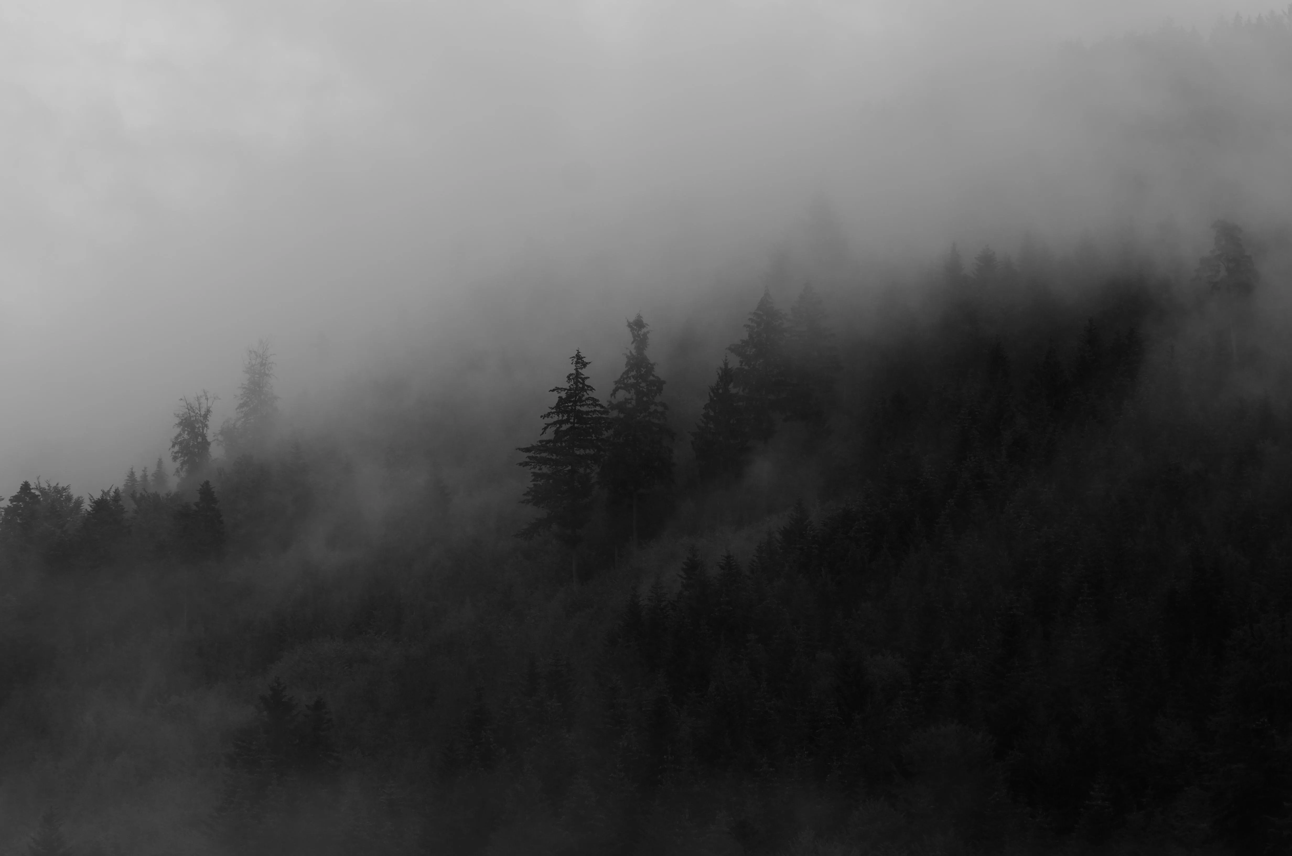 Fog covering dark forest and mountain peaks free HD image