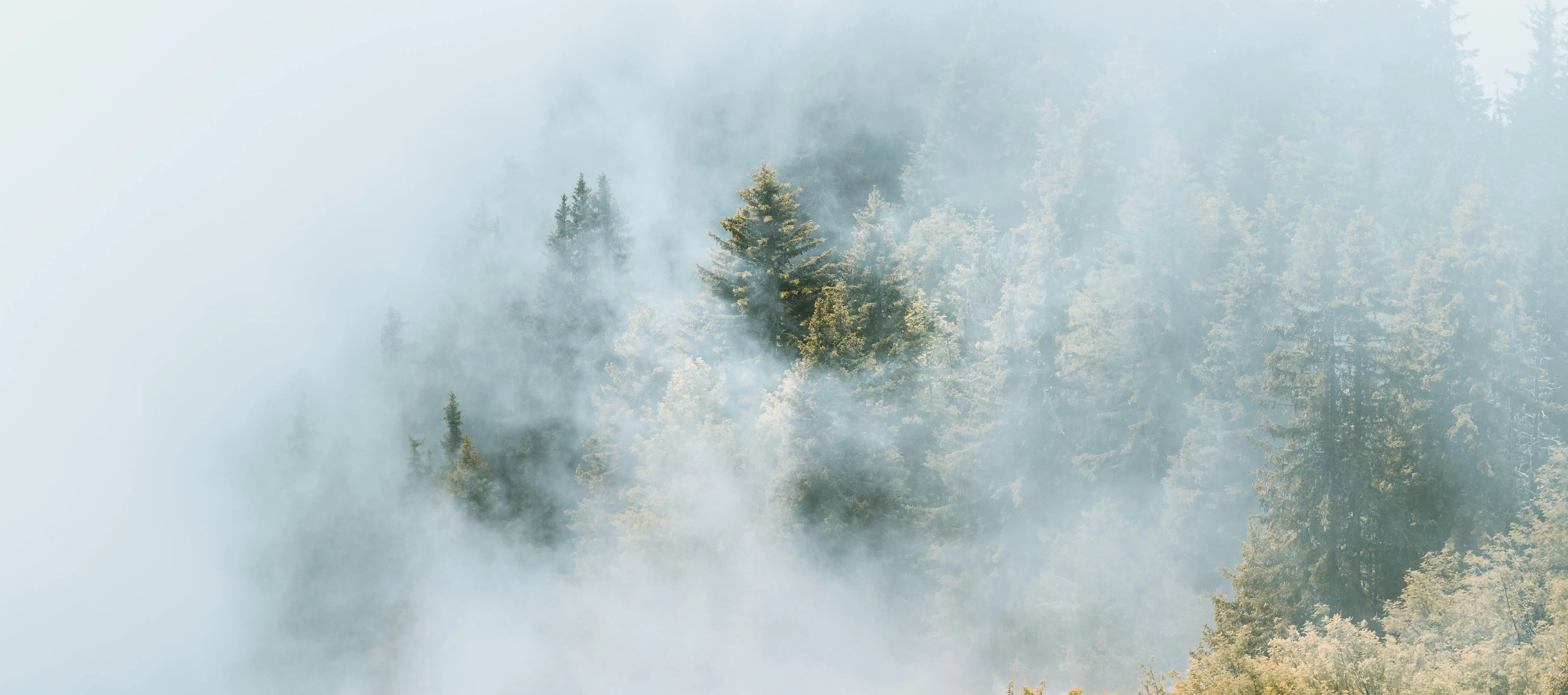 Fog Covers Forested Mountains with Trees Free Wallpaper