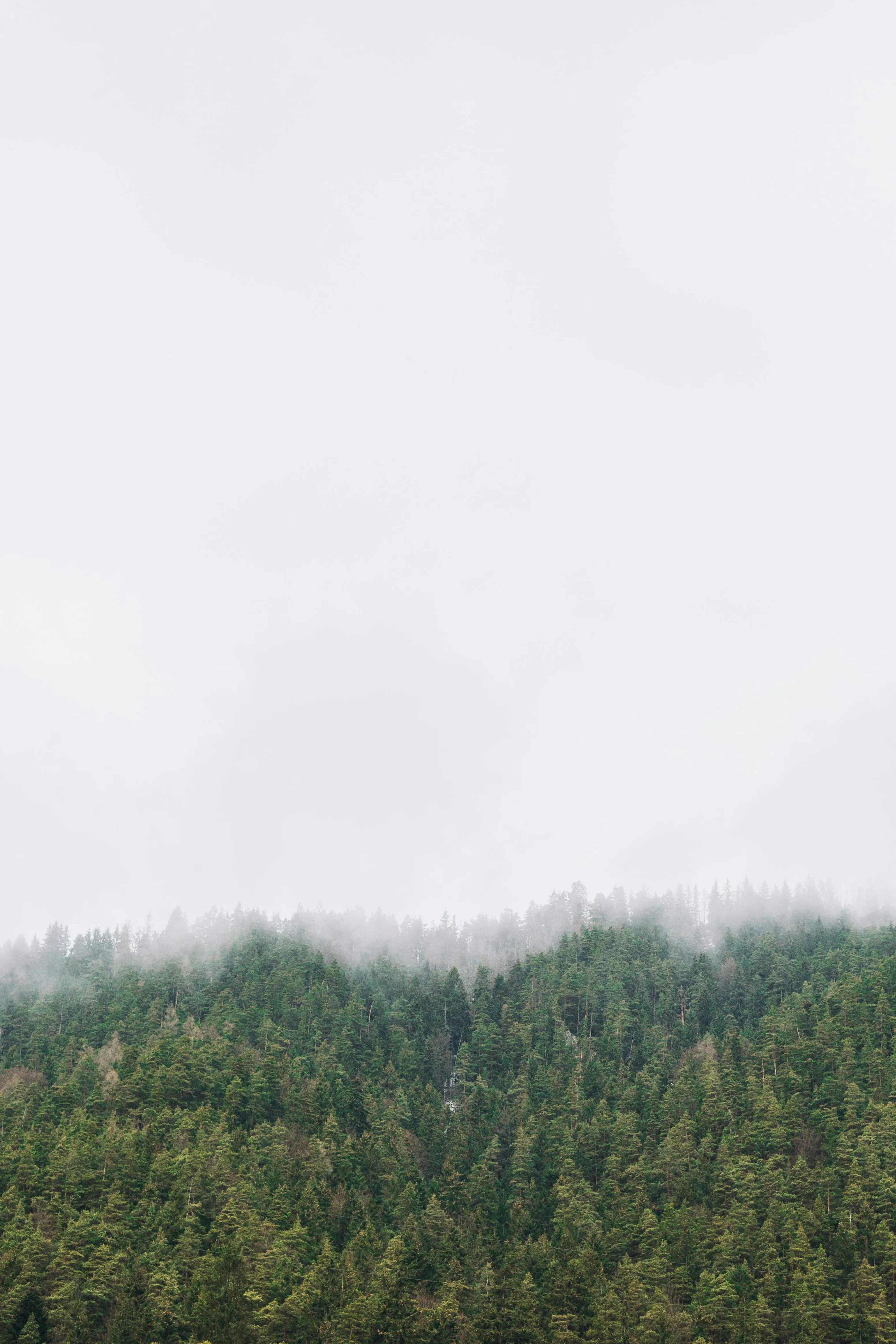 Fog Drifting Above Forest Covered Mountain on a Cloudy Day