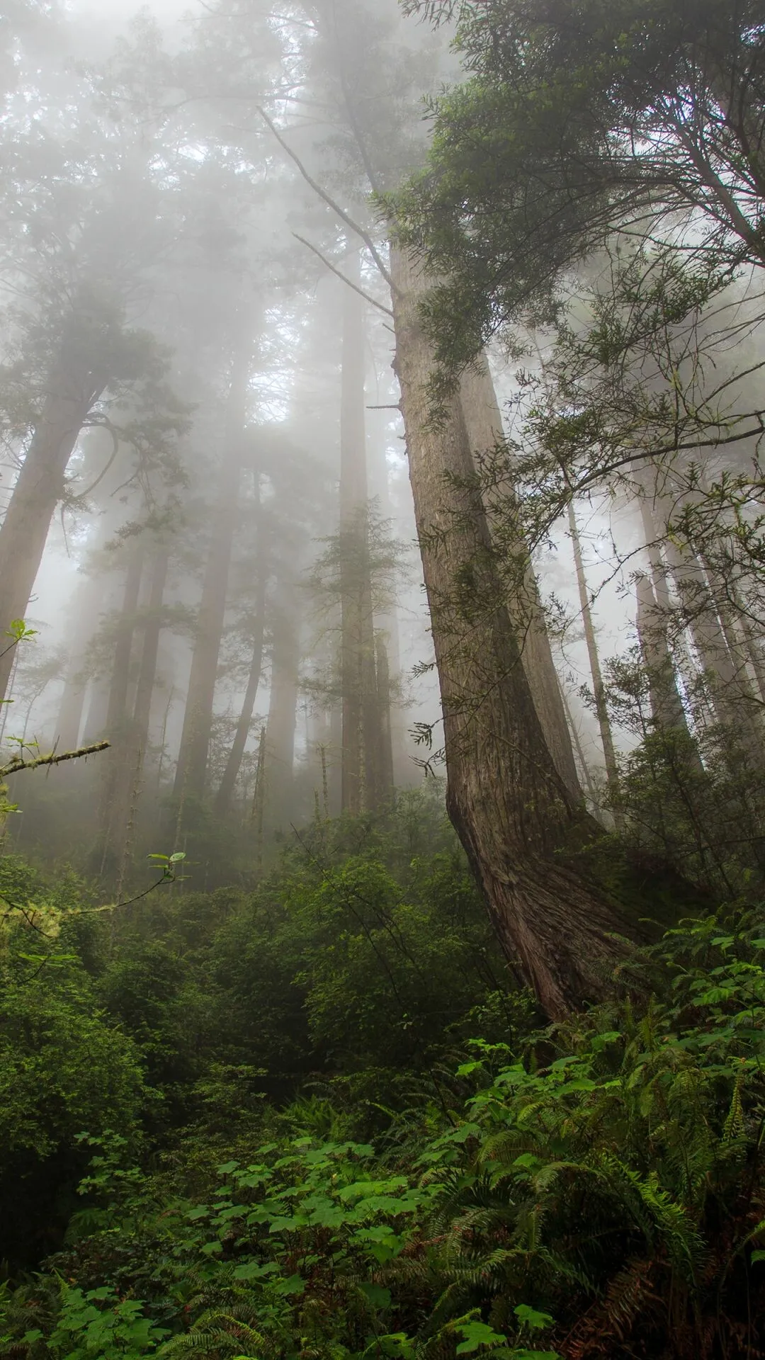 Fog with Large Trees in a Dense Green Forest Environment