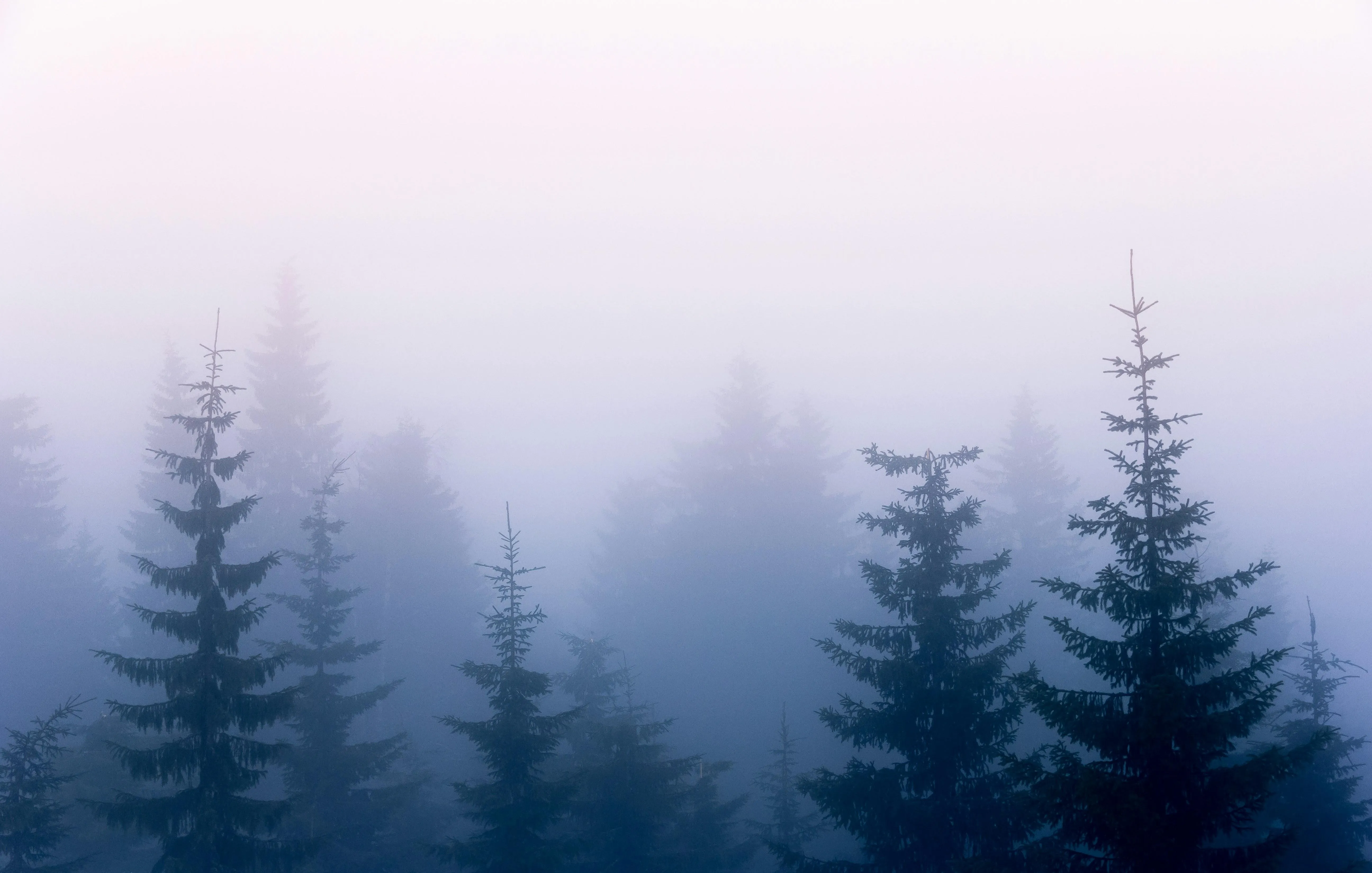 Fog Rolling Over Blue Pine Trees in Early Morning image