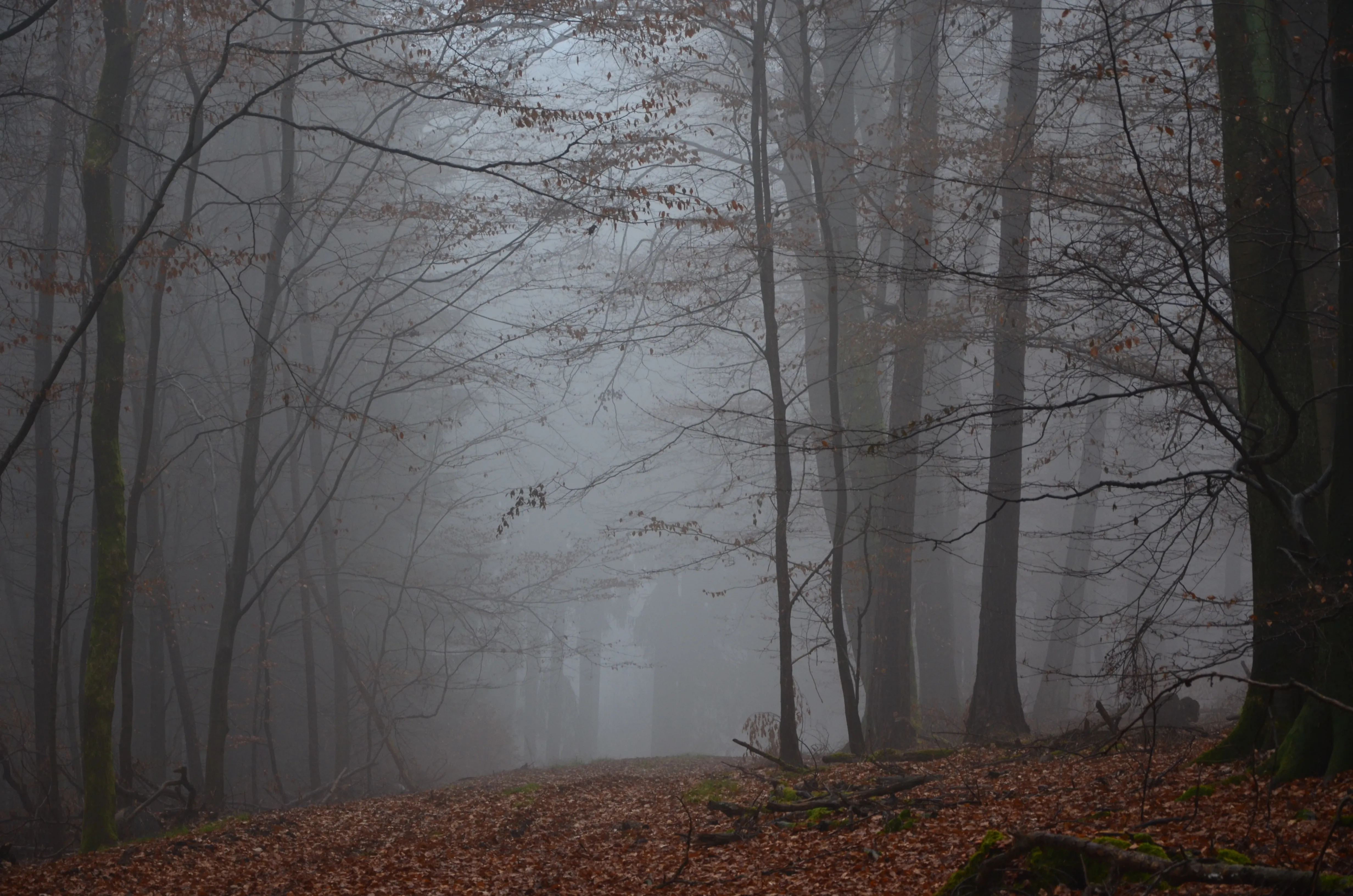 Fog Rolling Through Trees in a Quiet Autumn Forest Free Pic
