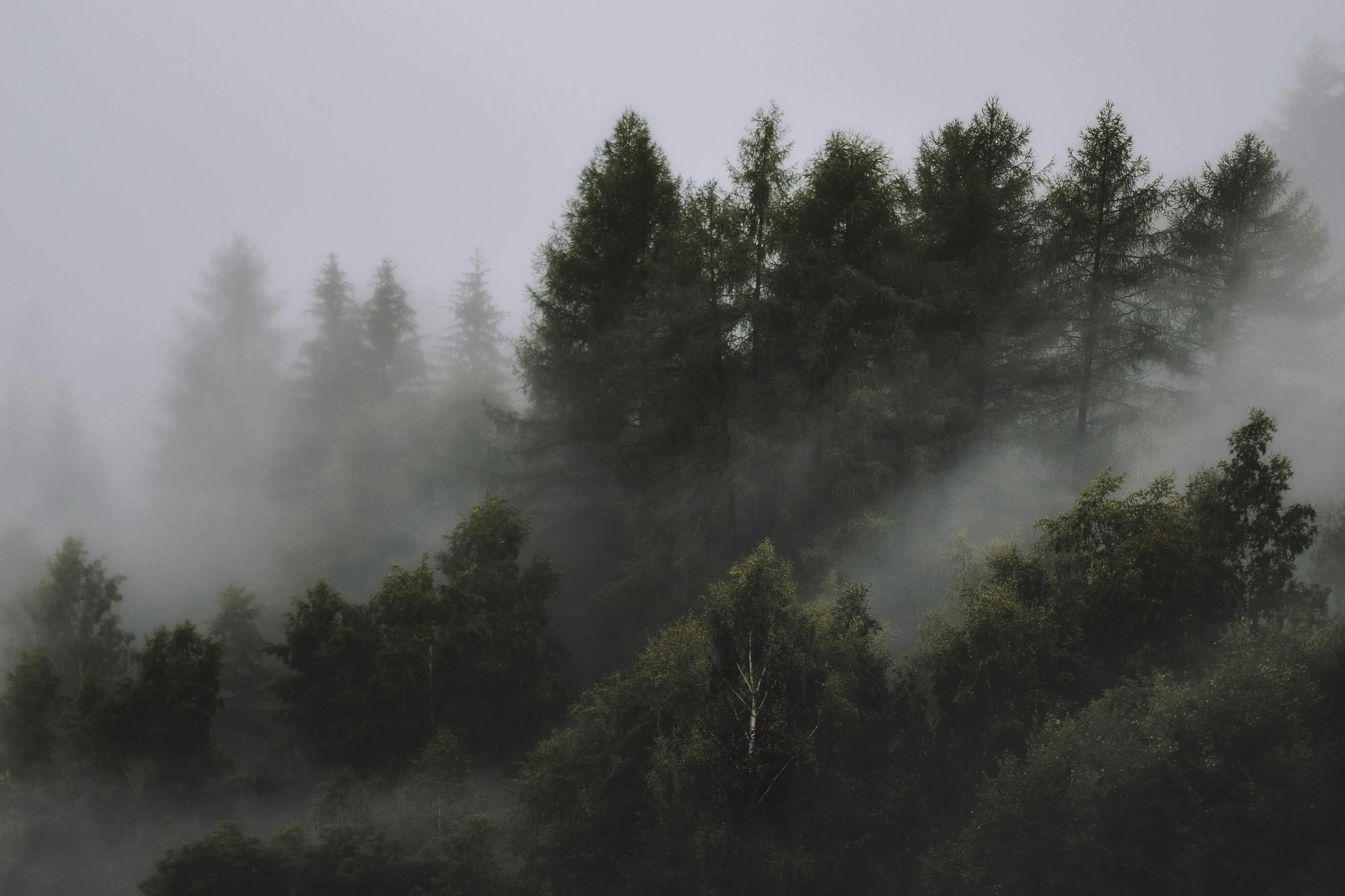 Foggy Forest Landscape with Tall Evergreen Trees Wallpaper