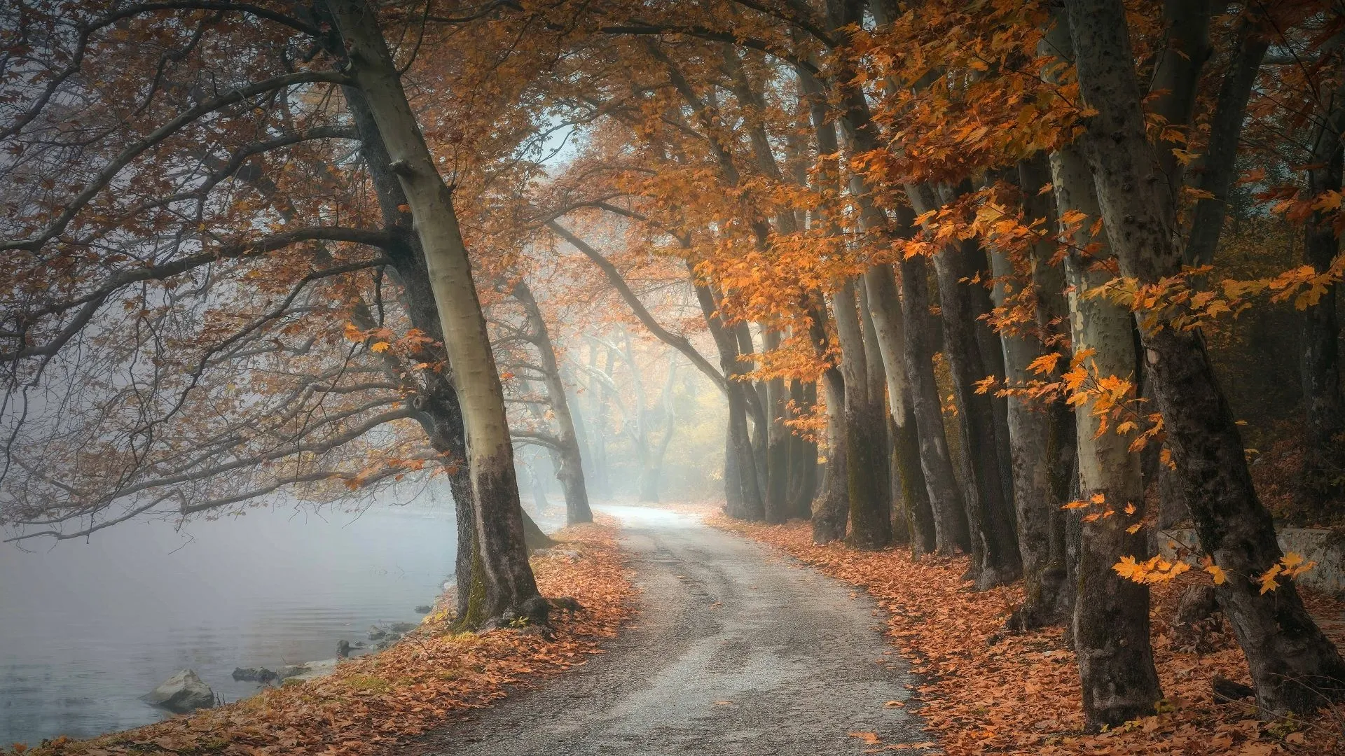 Foggy Forest Road Lined with Fall Trees and Leaves Wallpaper