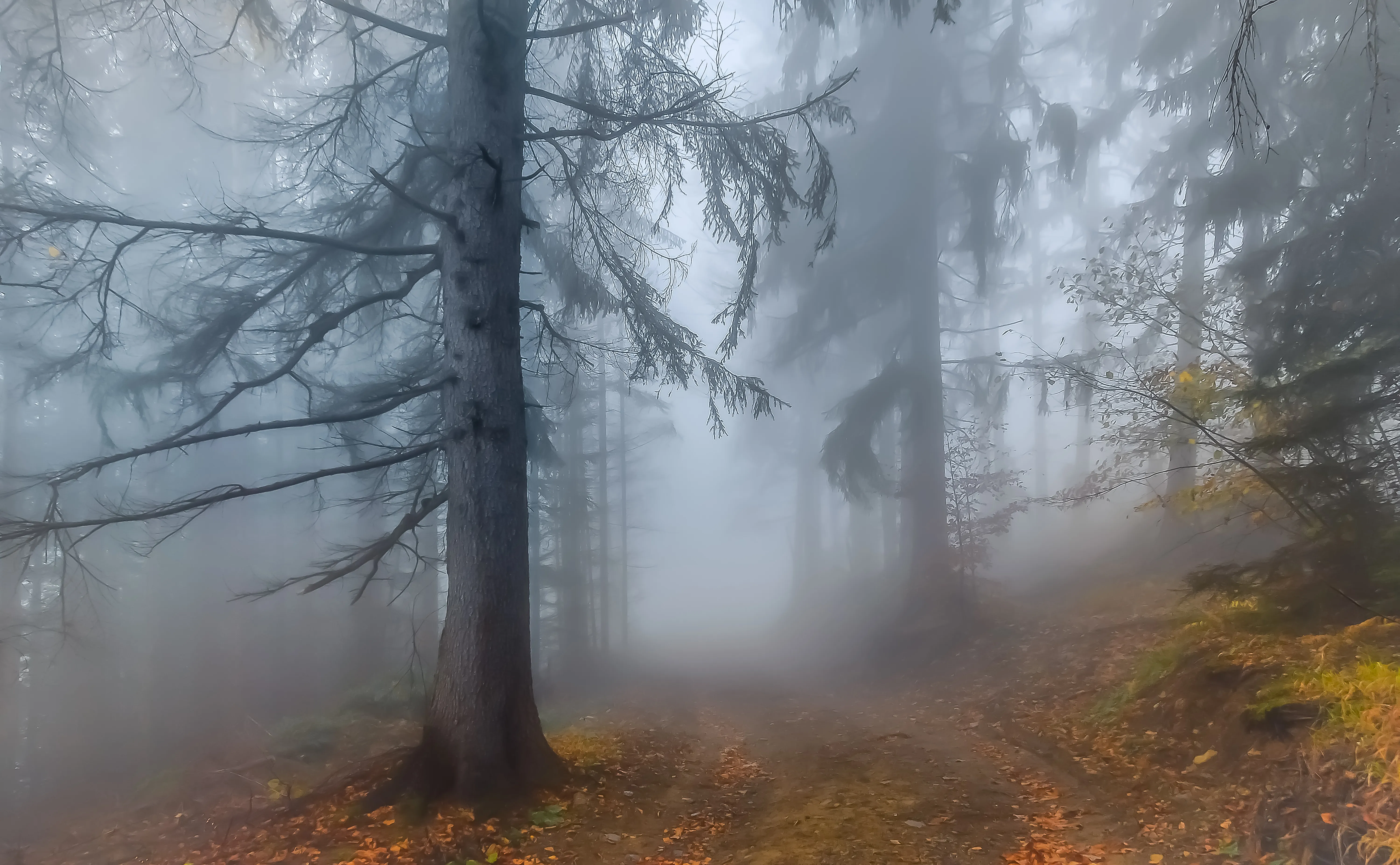 Foggy Forest Scene with Trees on a Misty Morning Wallpaper
