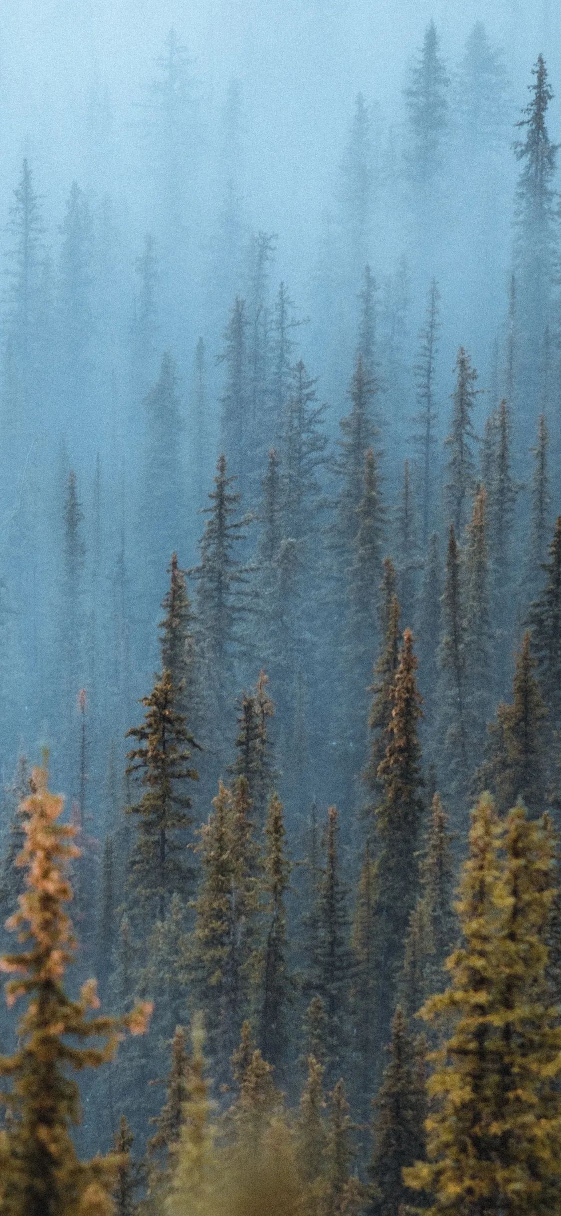 Foggy Forest of Tall Pine Trees Rising Into Mountain Mist