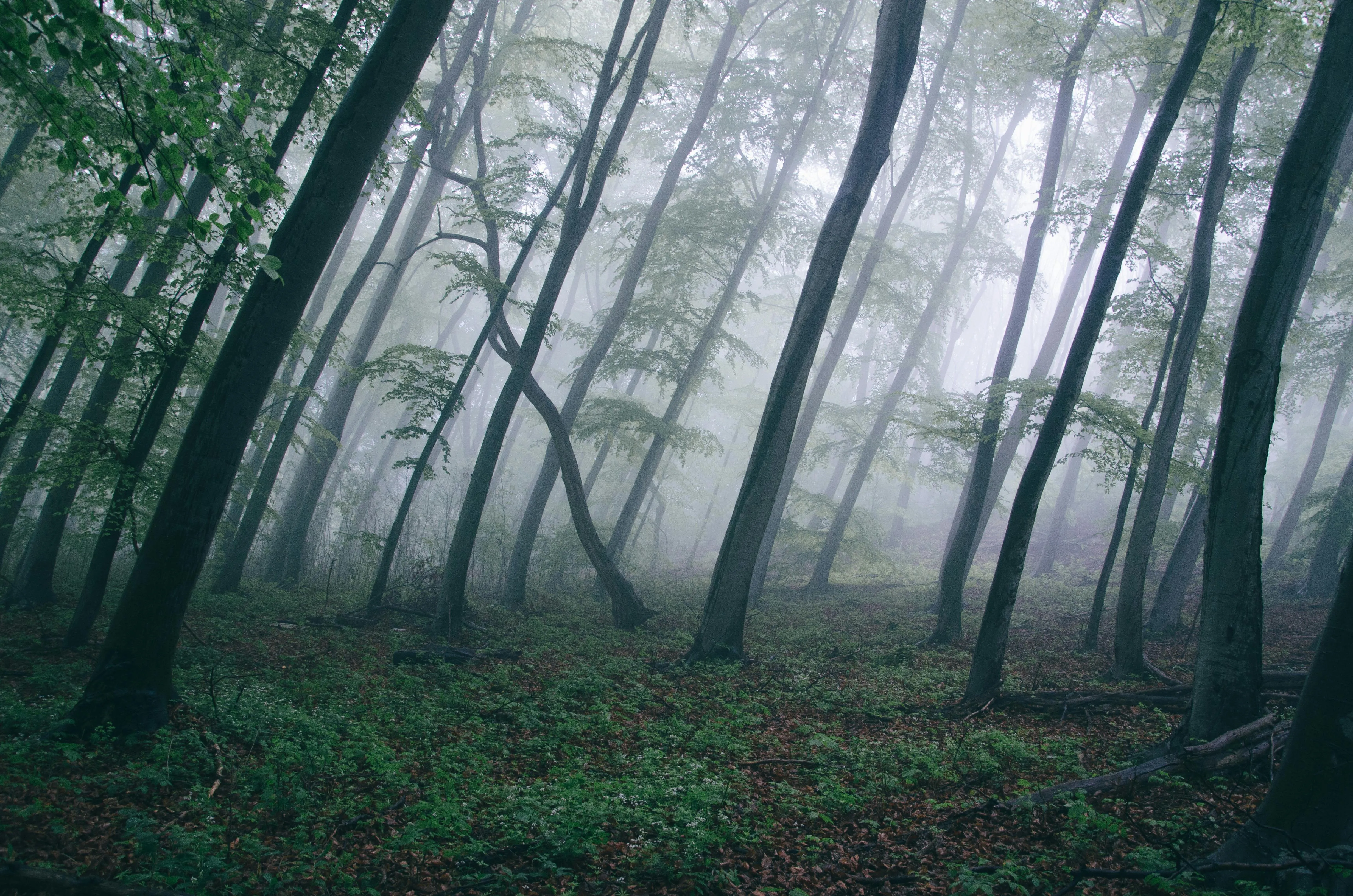Foggy Forest with Tall Thin Trees Creating a Mysterious Mood