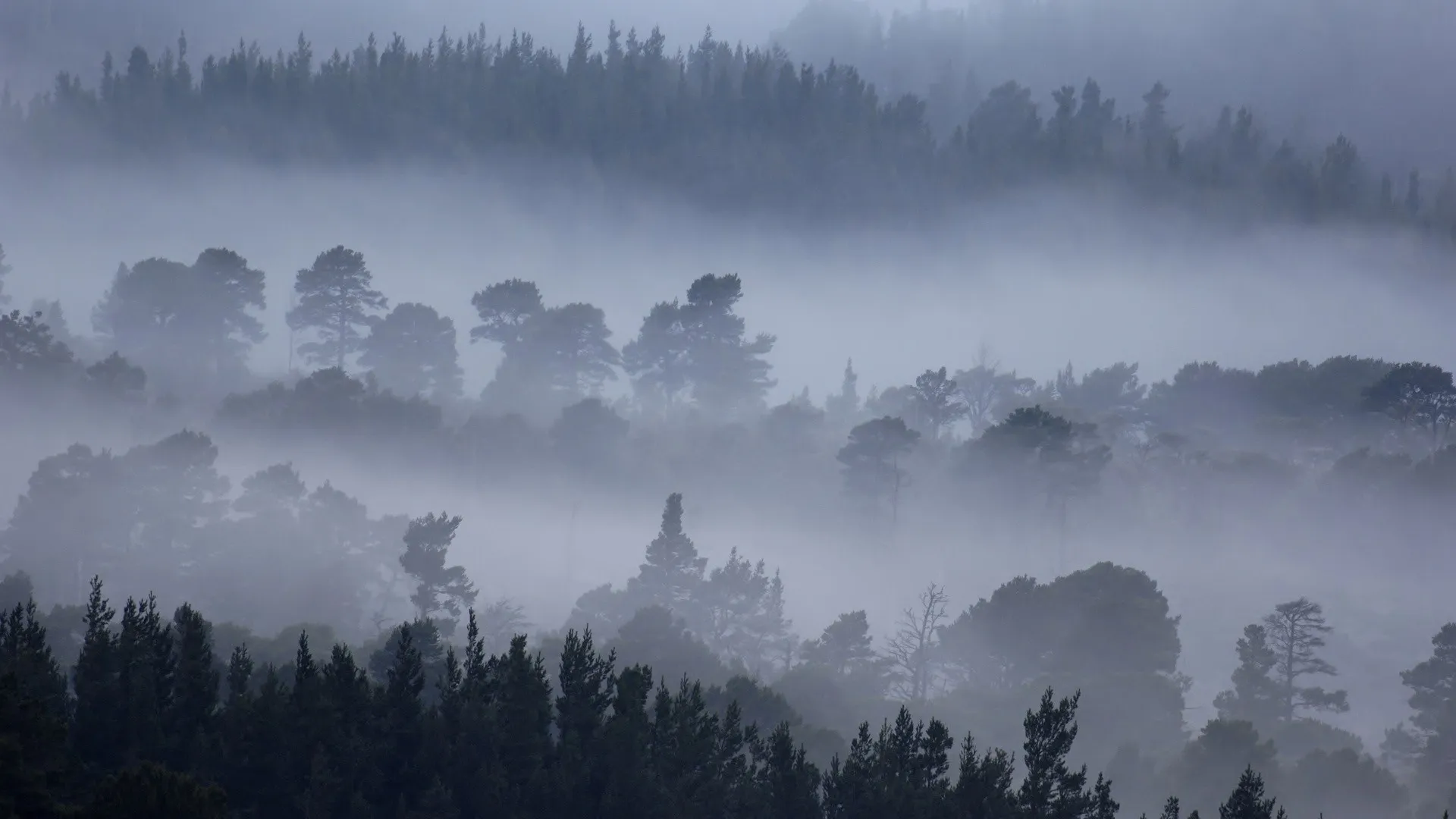 Foggy Forest with Tall Trees Creating a Mystical Atmosphere