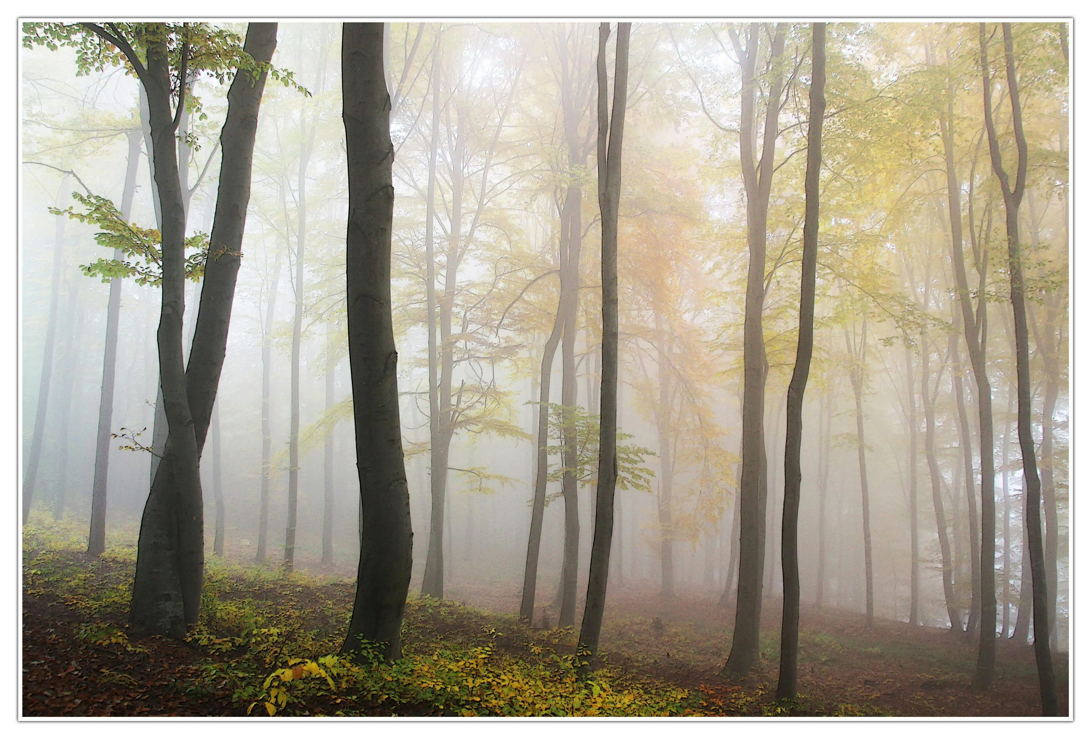 Foggy Morning in a Forest with Tall Tree Trunks Wallpaper