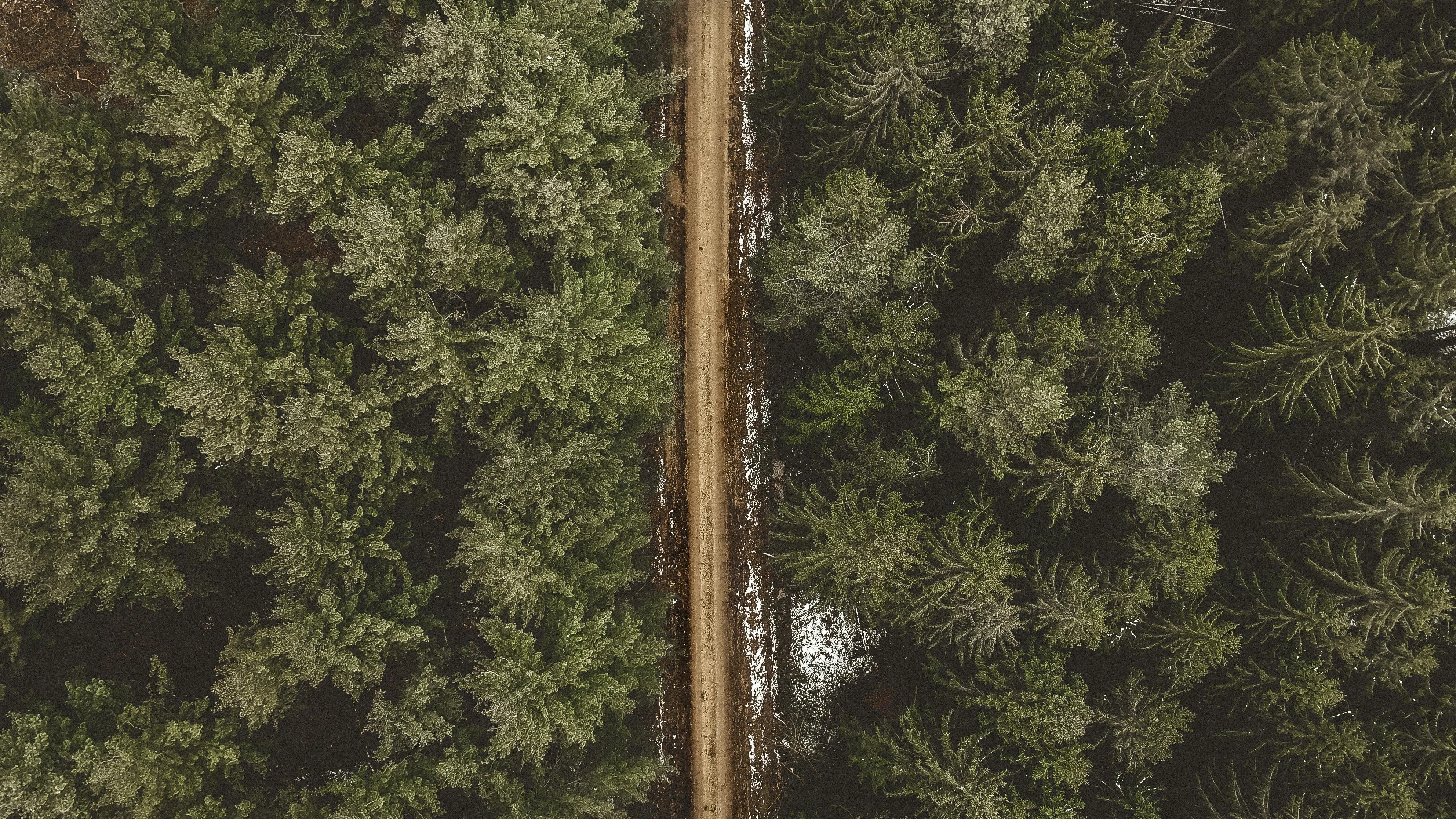 Forest Aerial View of Dense Green Trees and a Dirt Road