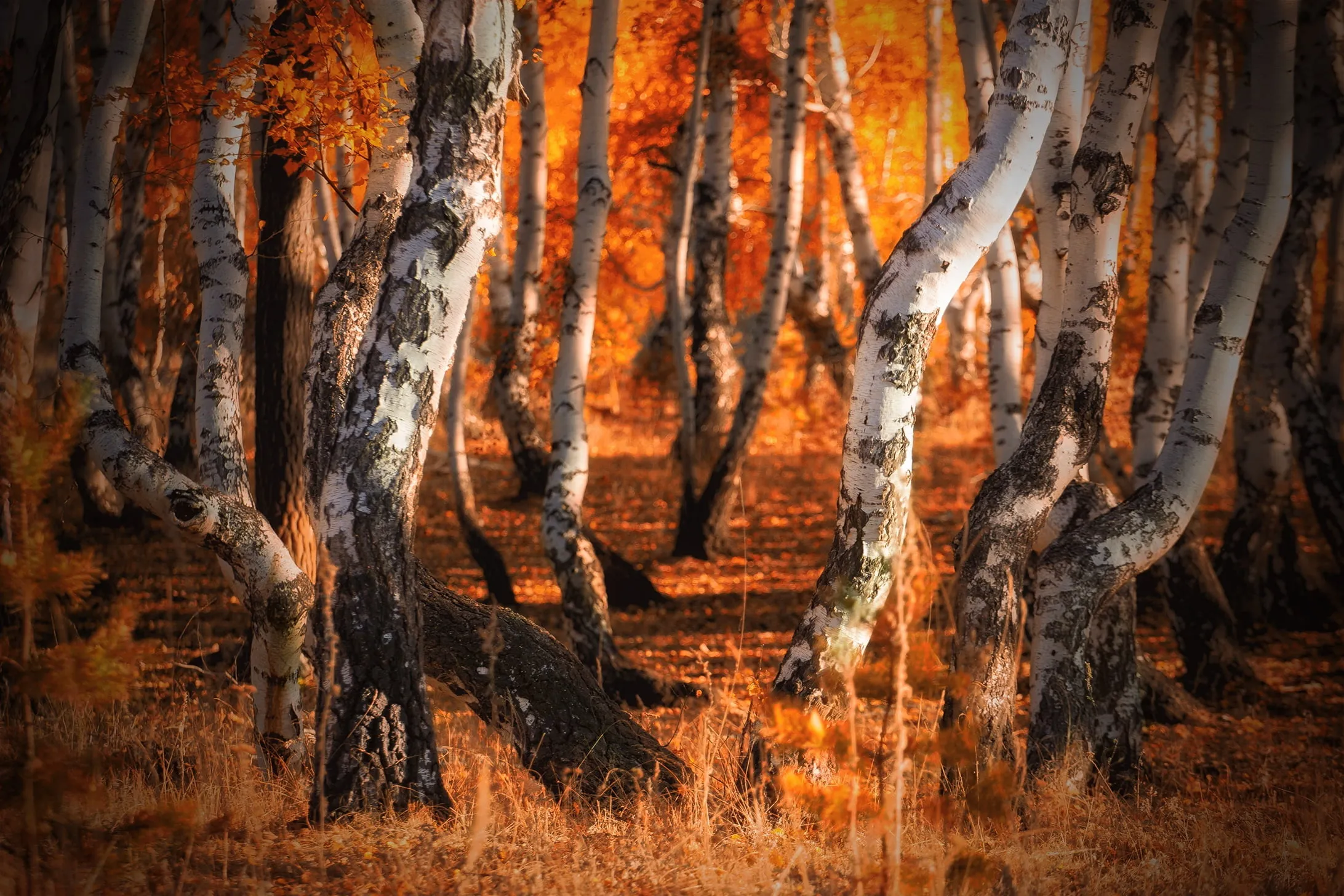 Forest in Autumn with Golden Light and Orange Trees
