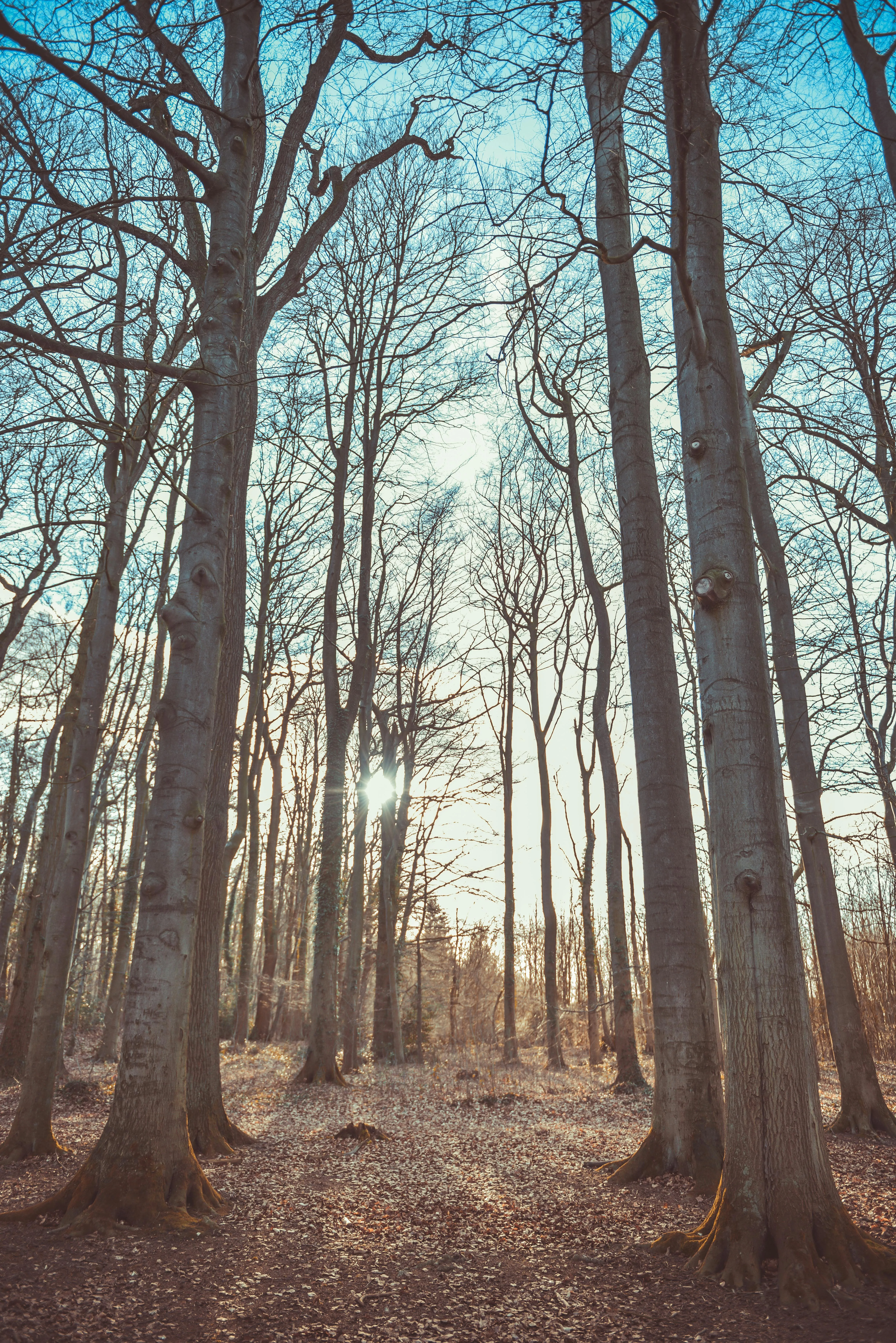 Forest with Bare Trees and Fallen Leaves Portrait Wallpaper