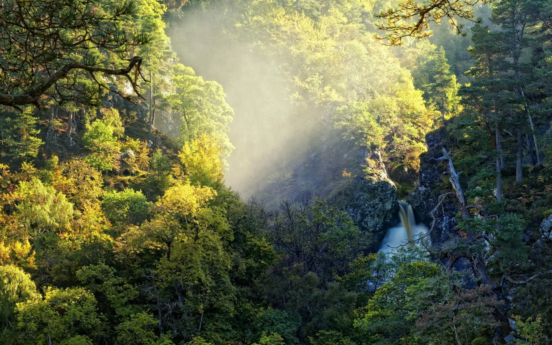 Forest Bathed in Bright Sunlight with Mist in the Air