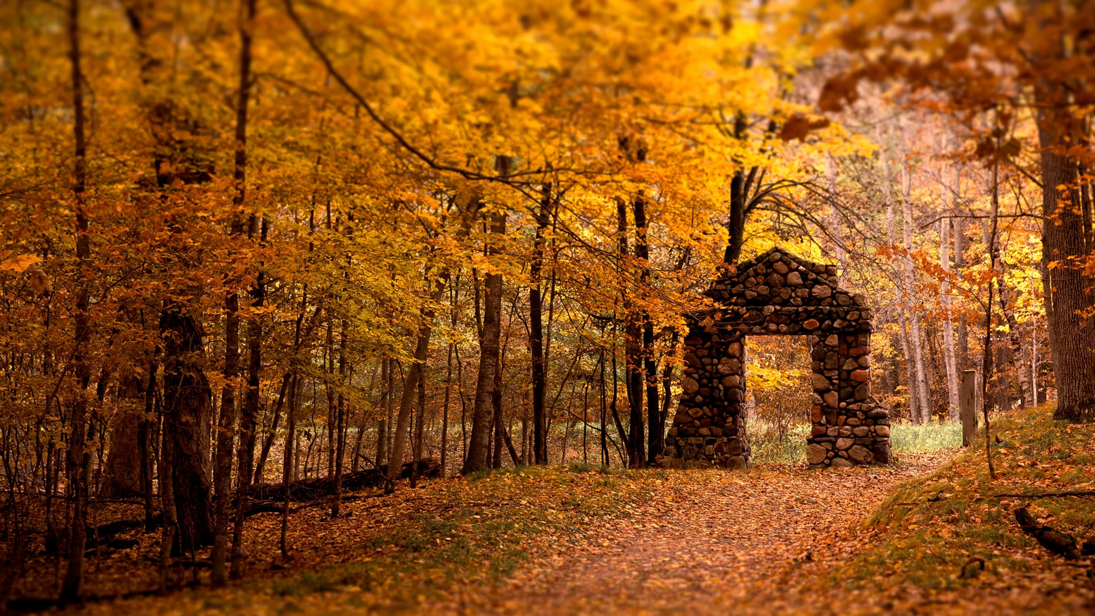 Forest with Bright Yellow Leaves and an Old Stone Cabin