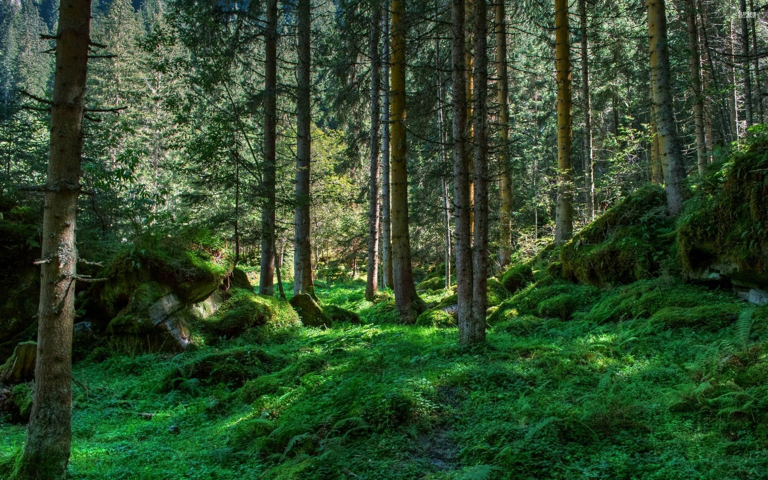 Forest Floor Covered in Moss Beneath Tall Trees Wallpaper
