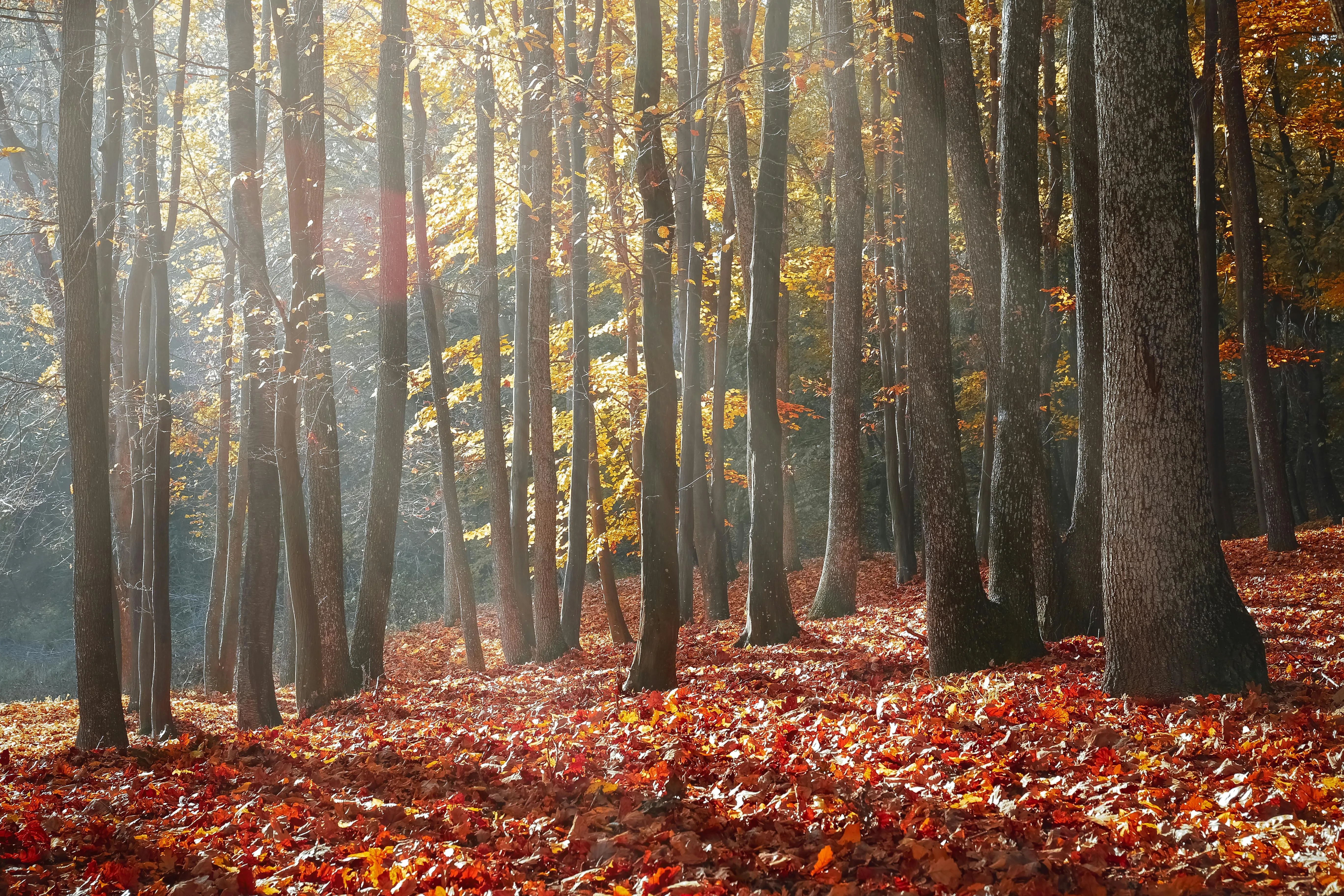 Forest Floor Covered with Red Leaves in Soft Morning Light