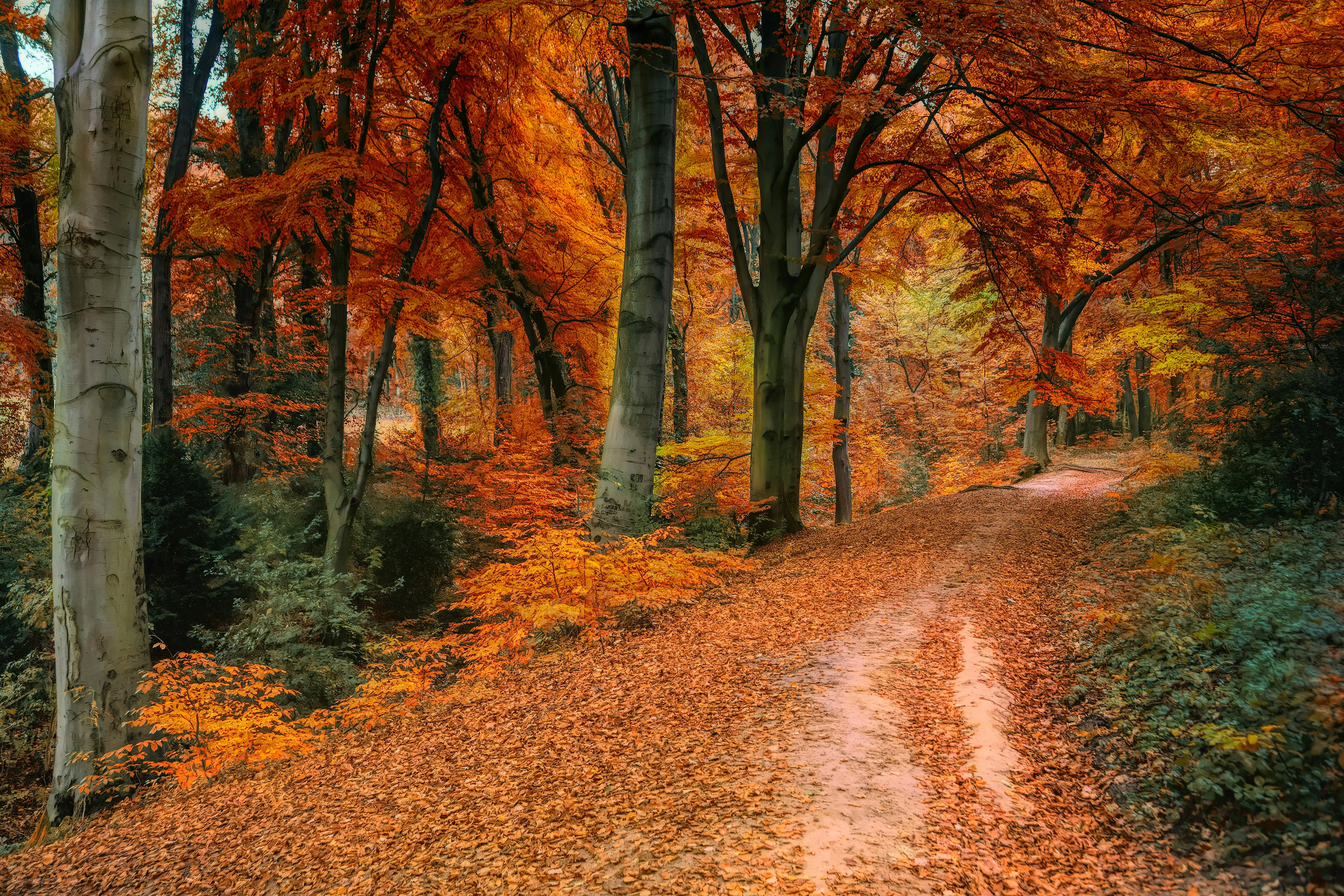 Forest Path Lined with Trees Showing Vibrant Autumn Colors