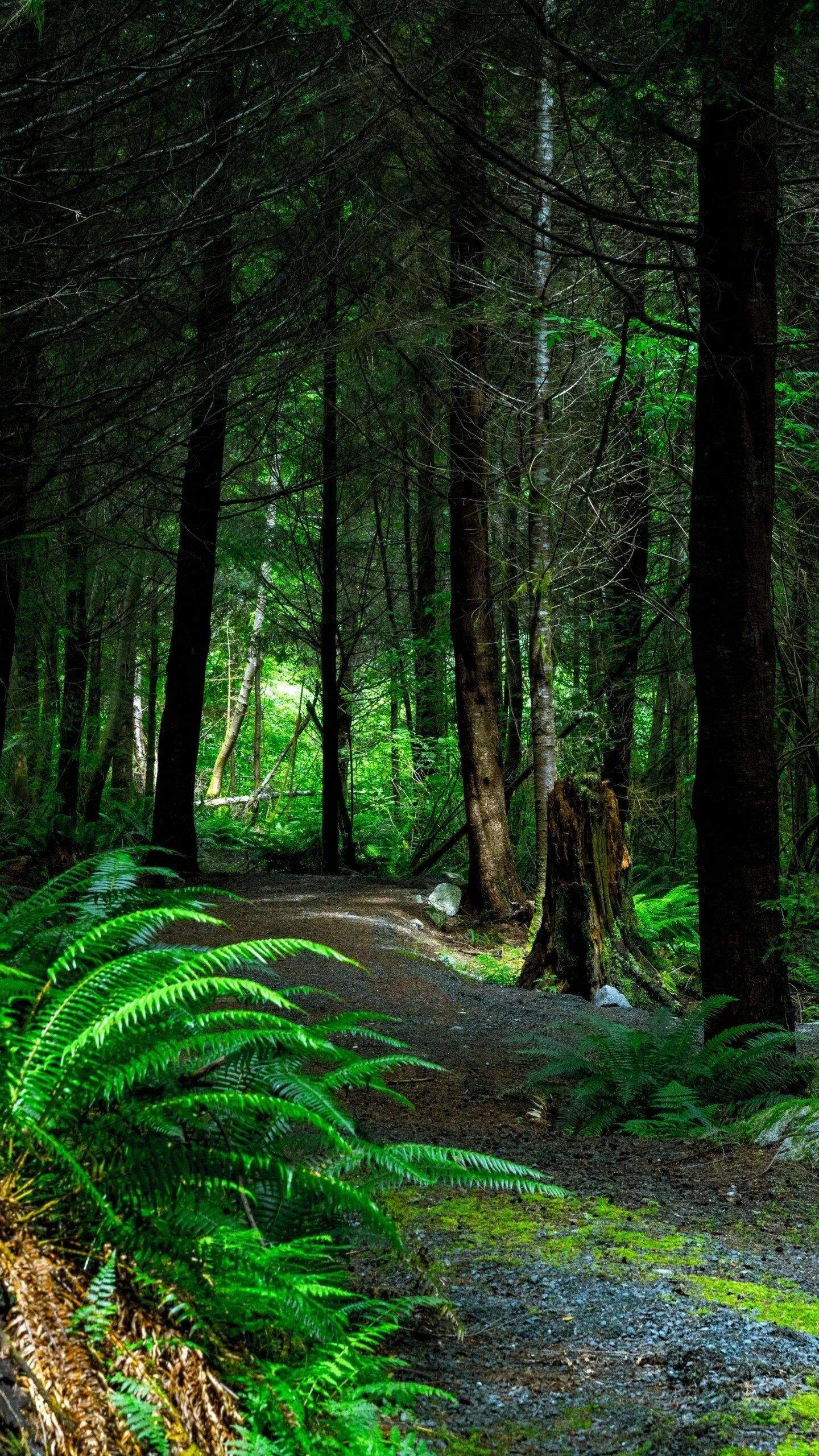 Forest Path with Lush Ferns and Tall Trees Free Wallpaper