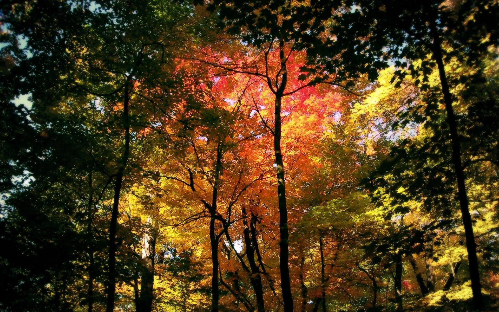 Forest Path Surrounded by Tall Autumn Trees and Light