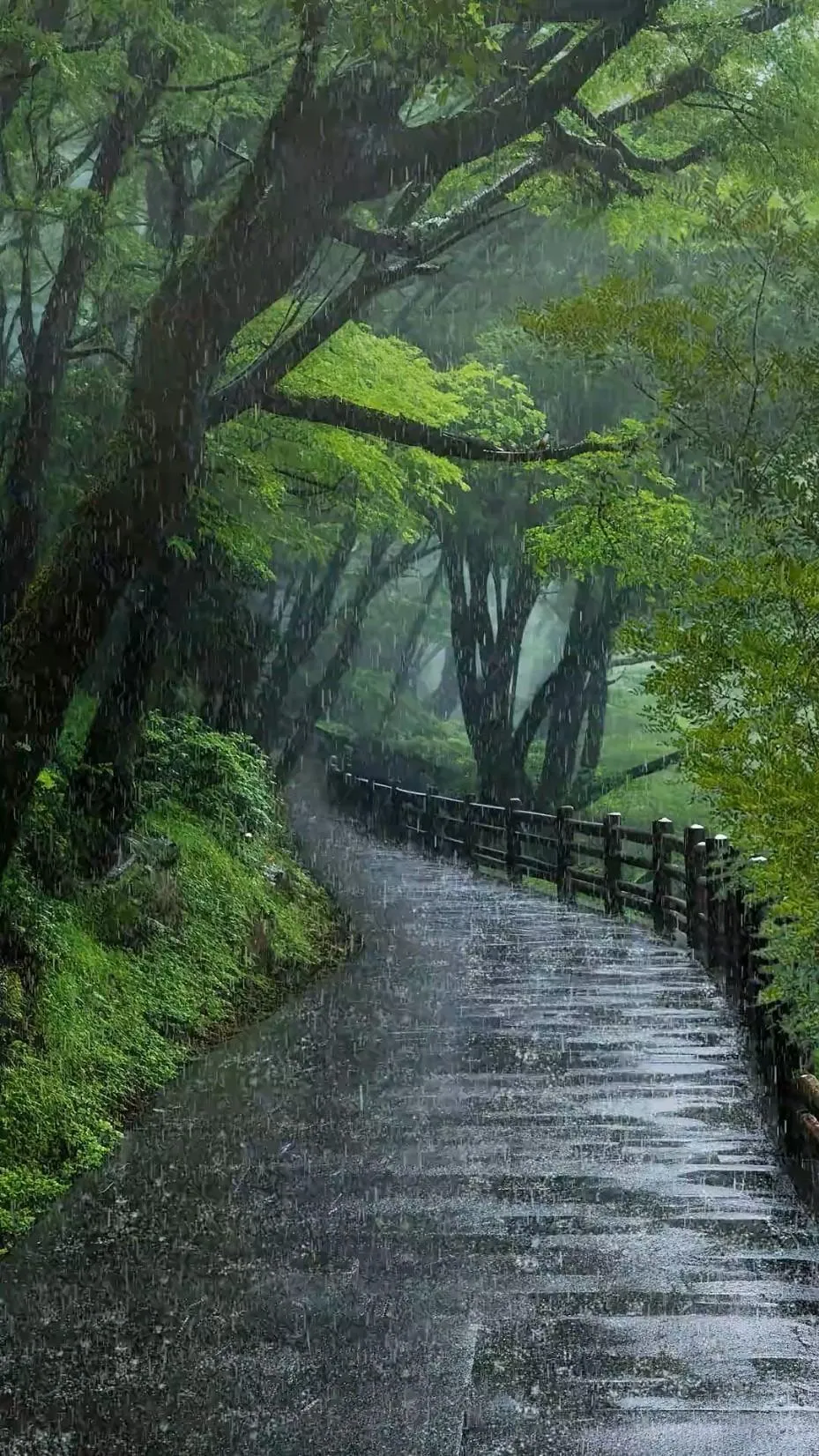 Forest Path Winding Through Rain Soaked Green Trees
