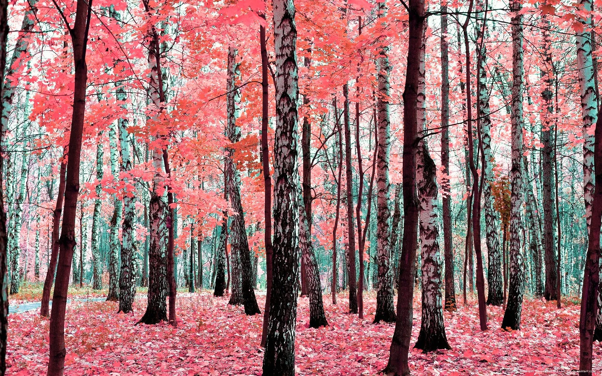 Forest with Pink and Red Trees in an Artistic Colorful Style