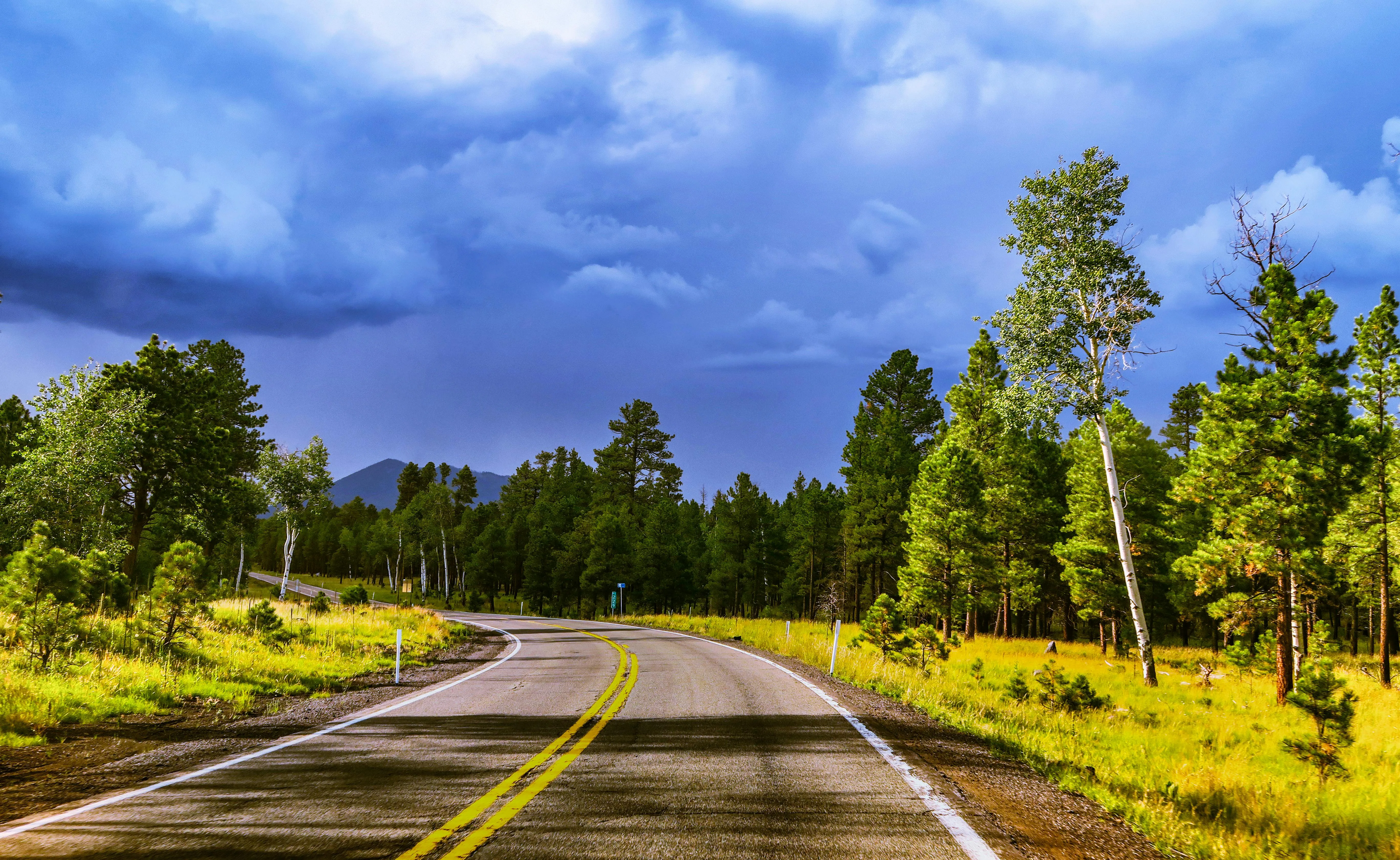 Forest Road Curving Through a Grass Field Under Blue Skies