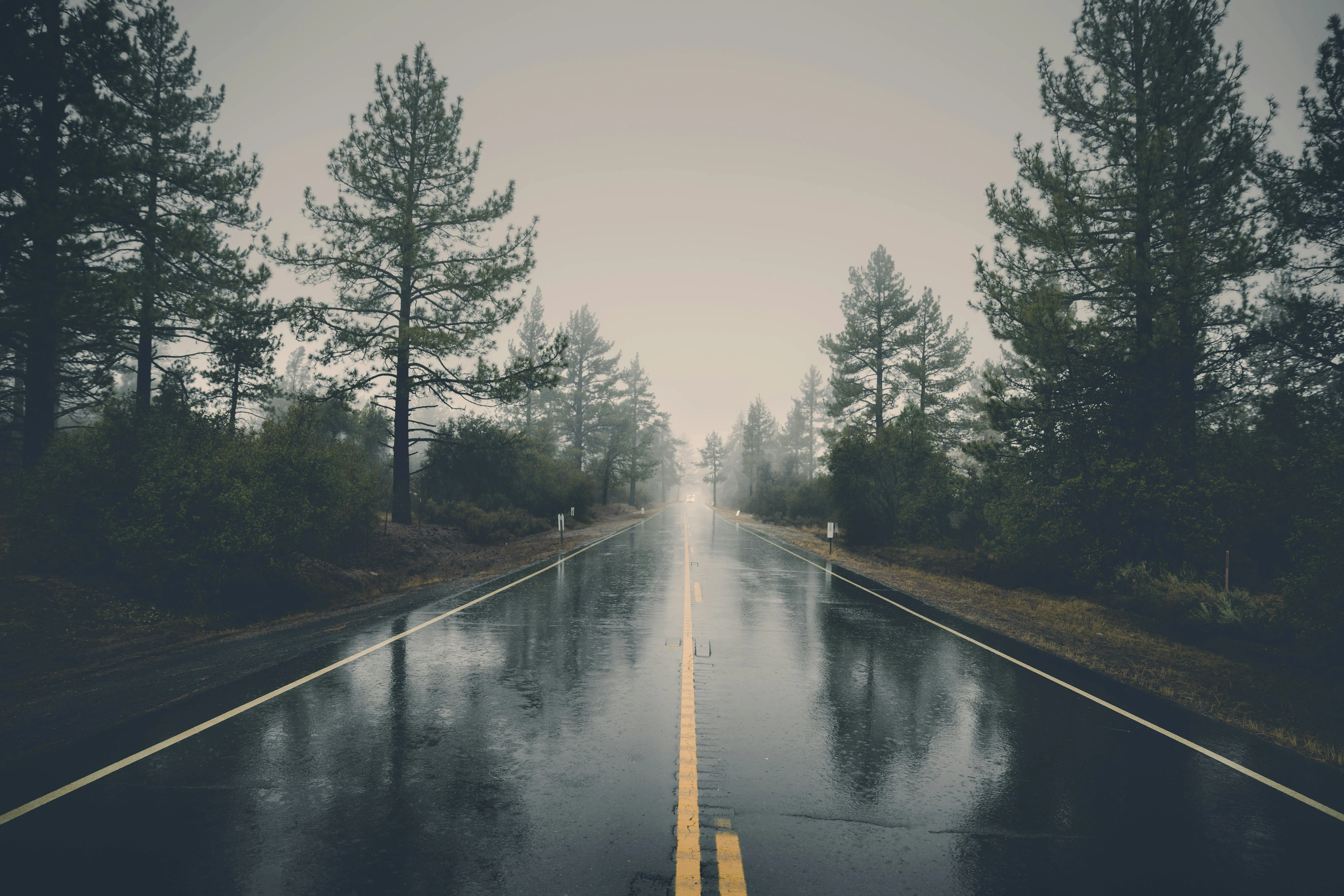 Forest Road Reflecting in Water on a Cloudy Day Wallpaper