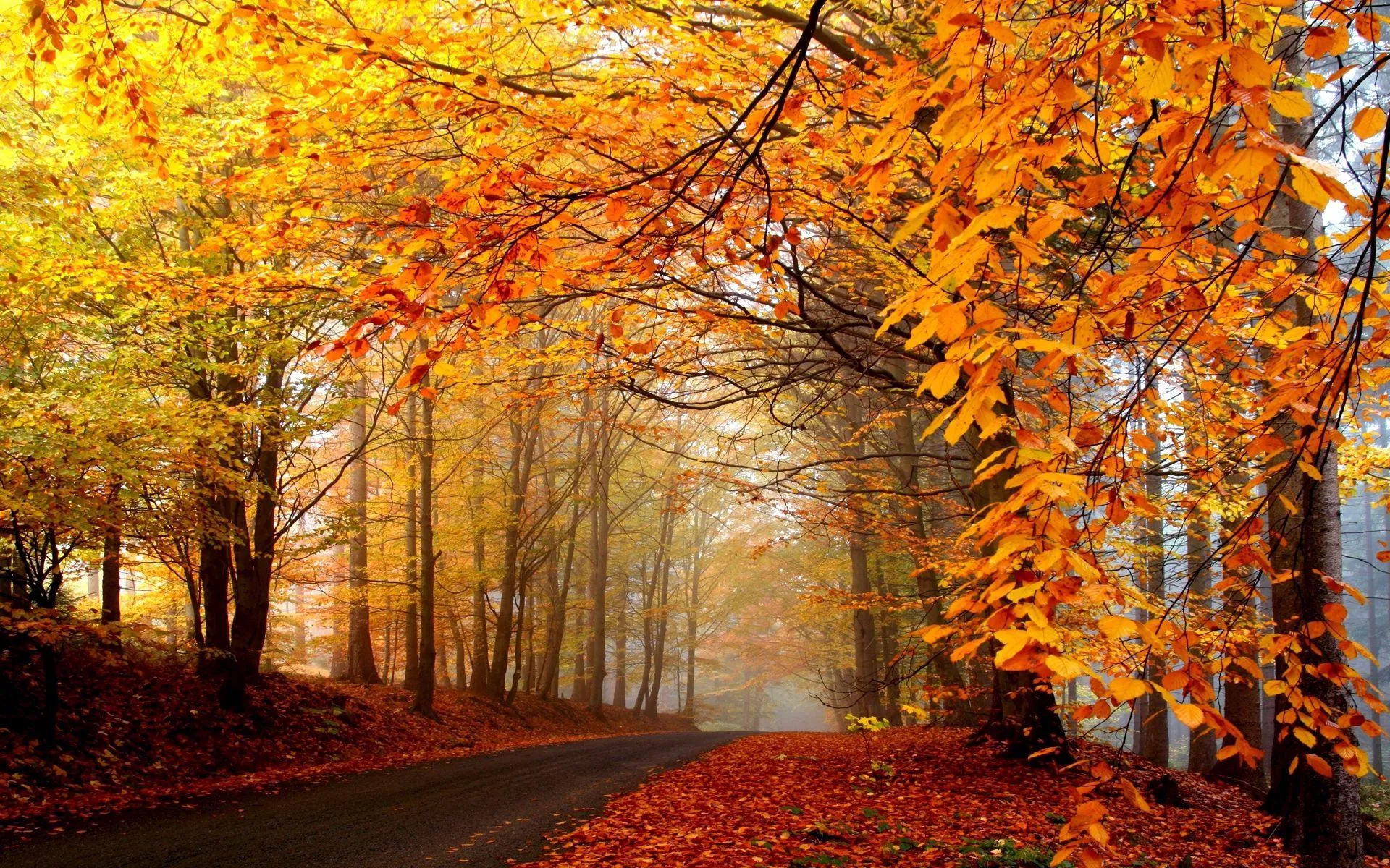 Forest Trail Covered in Bright Golden Autumn Leaves