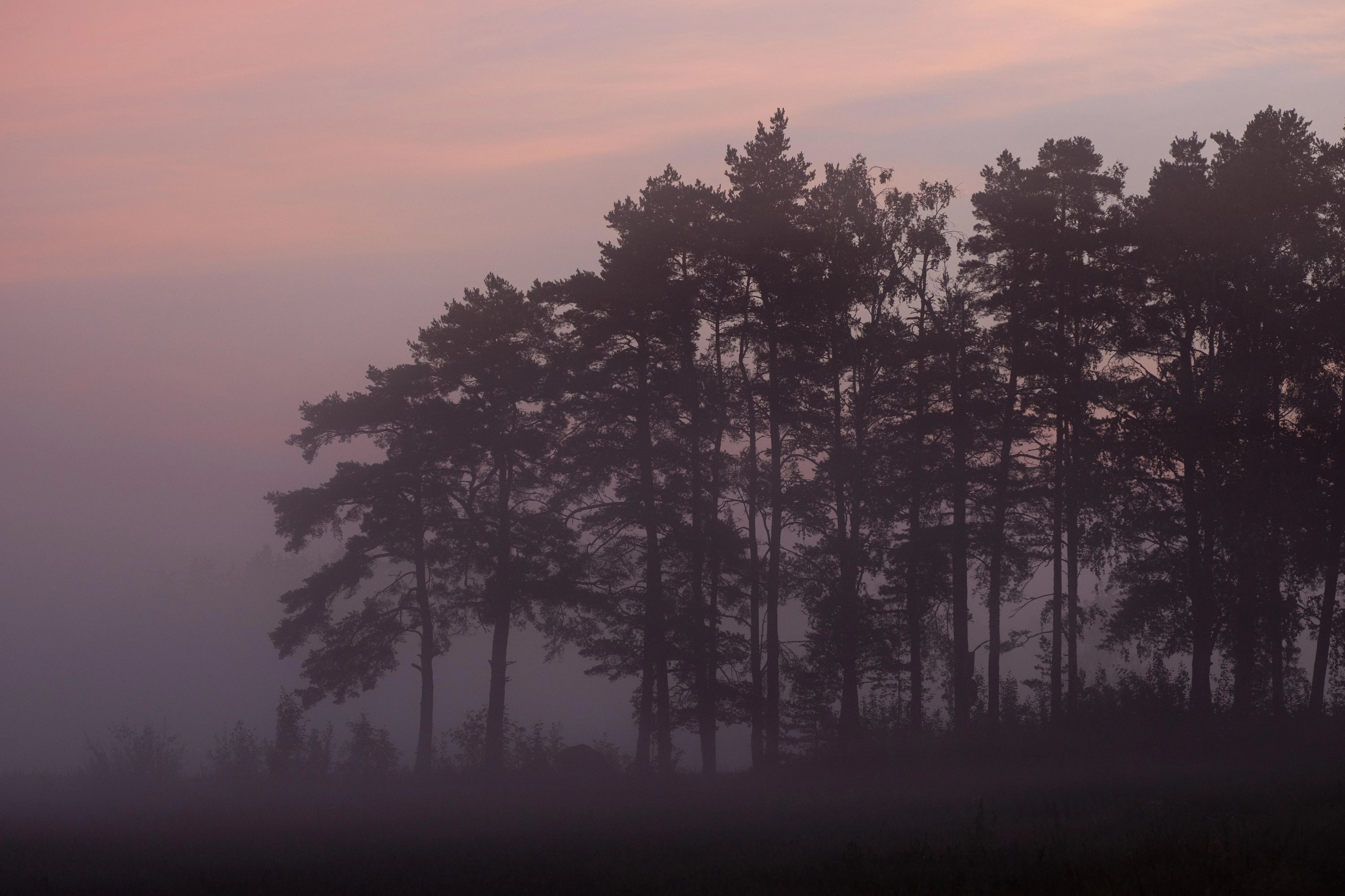 Forest with tall pine trees during golden hour free Wallpaper